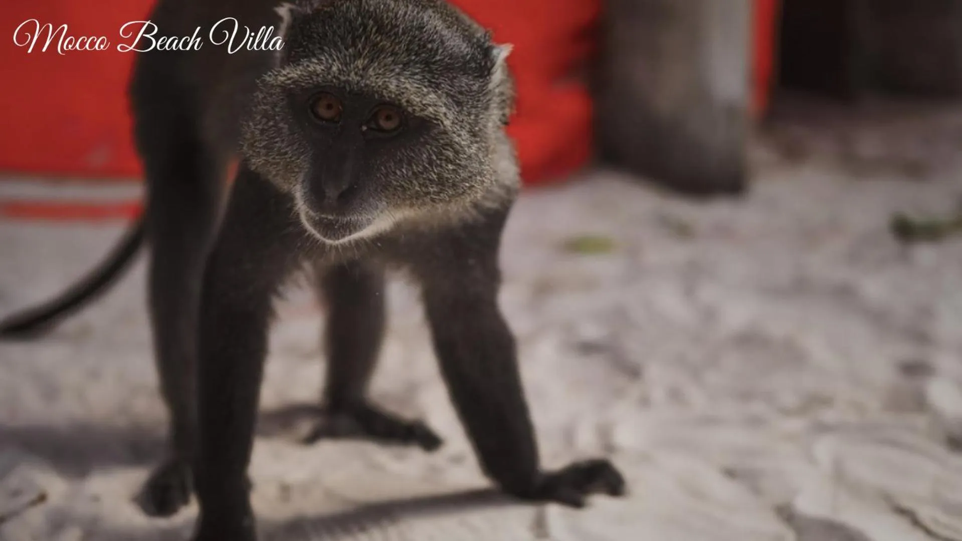 Pets in Mocco Beach Villa