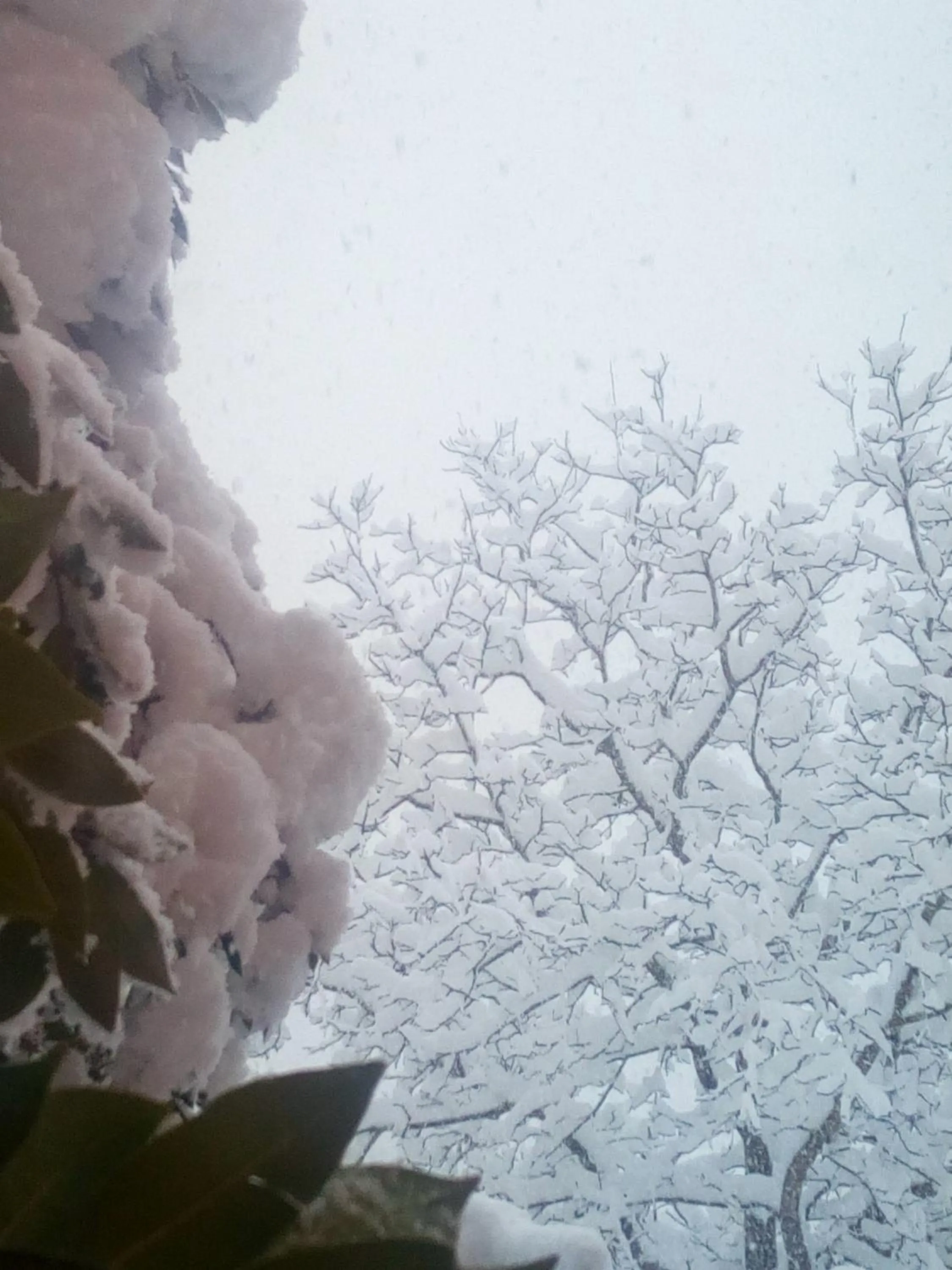 Garden view in B&B Domus Deiana