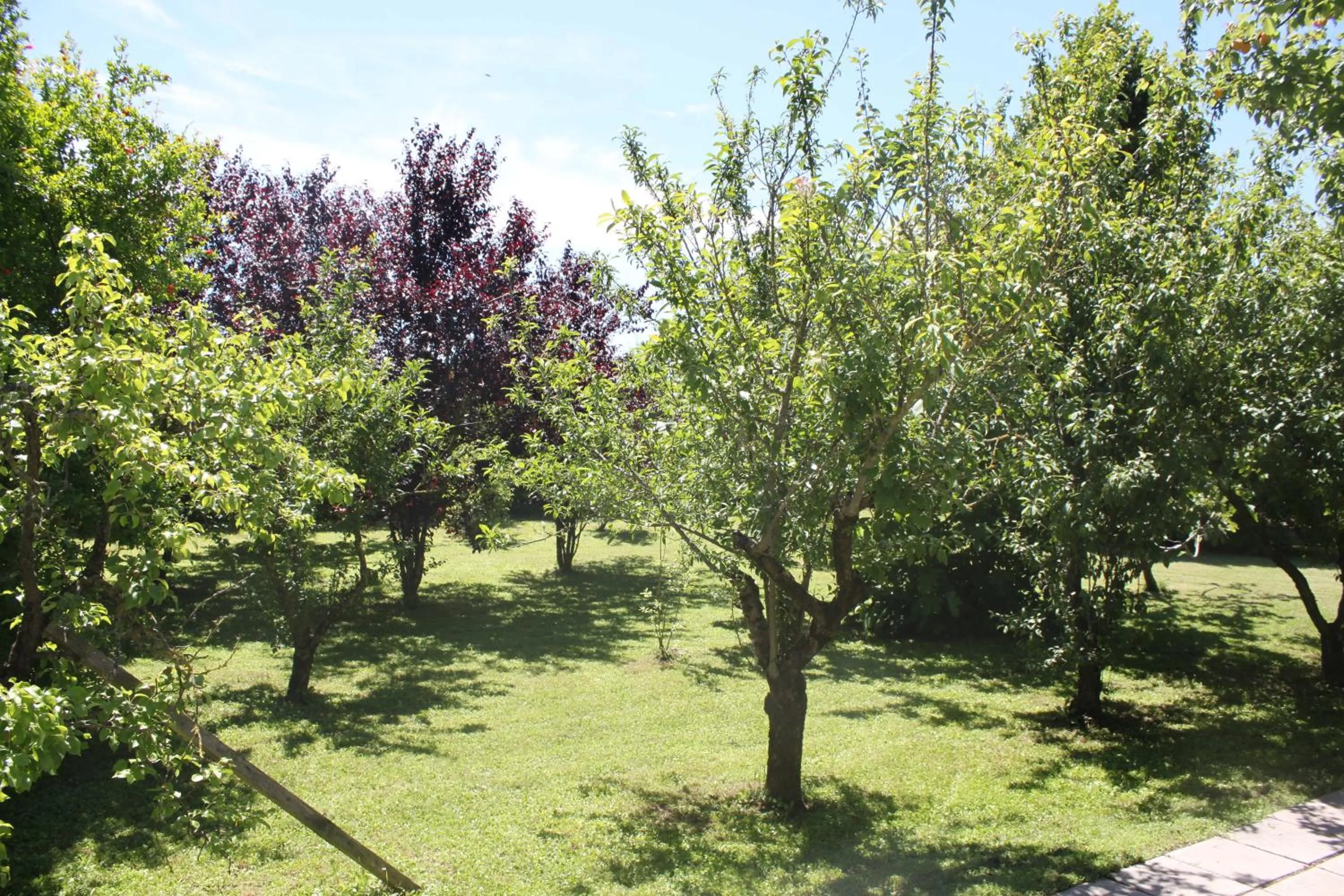 Tenuta Lio Maggiore