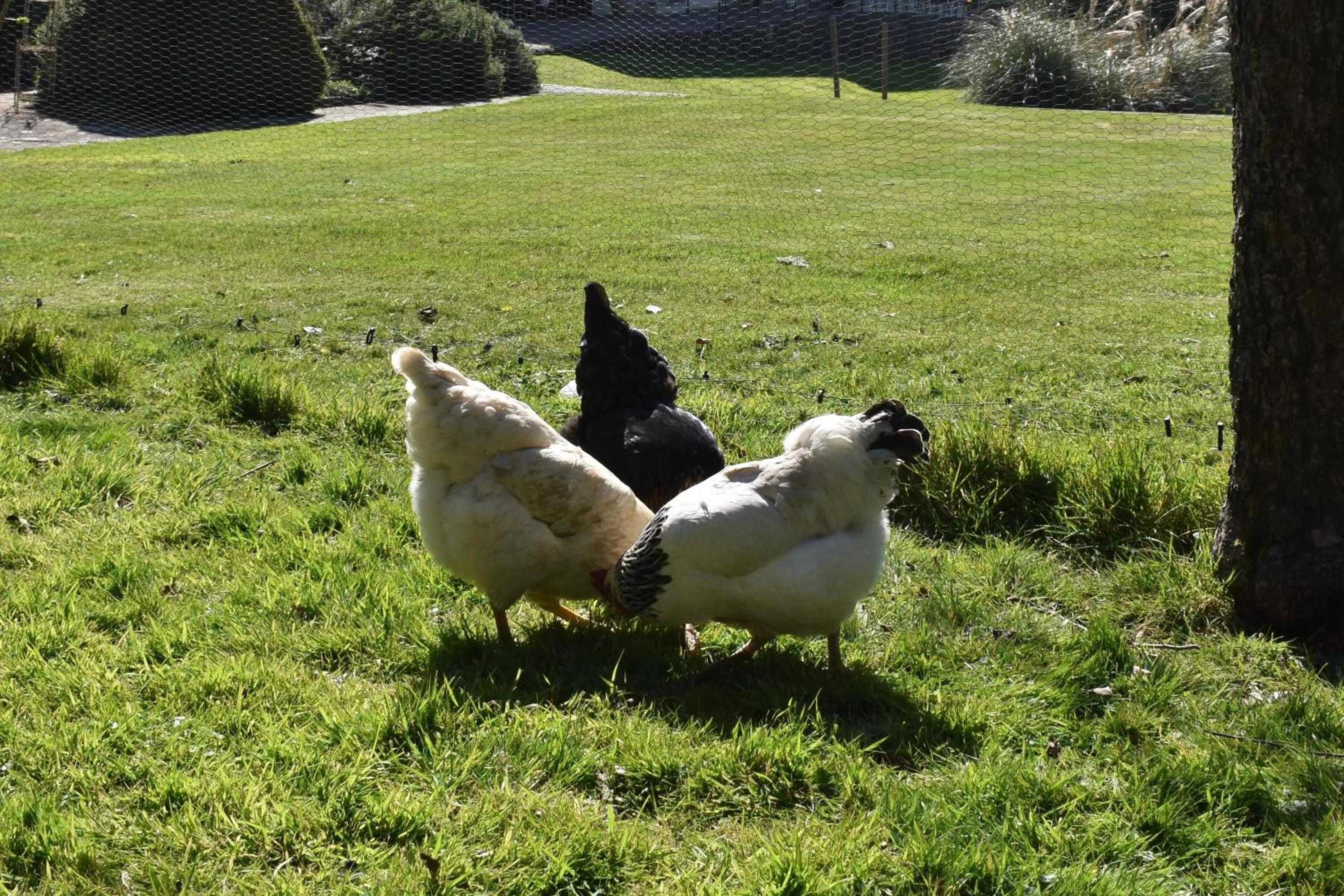 Animals in Hunters Moon Hotel