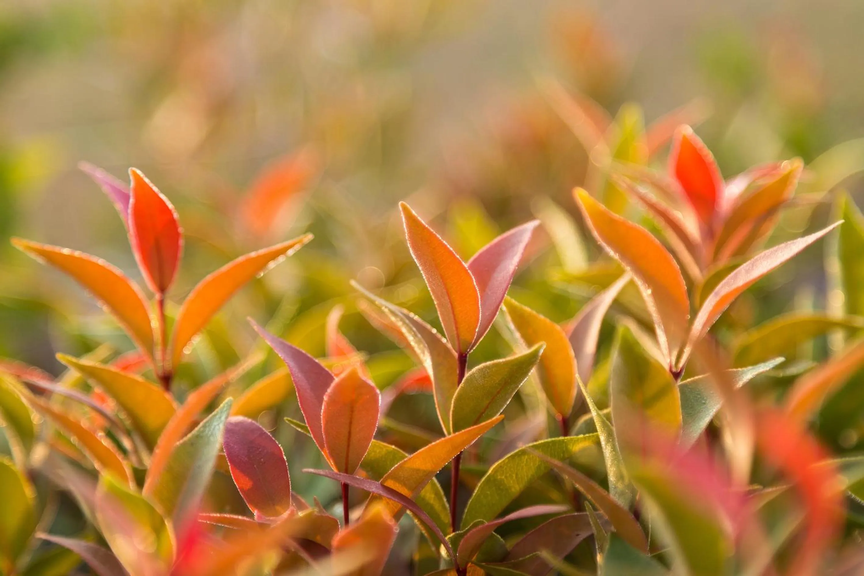 Natural landscape in KYP Khunyuw Place Hotel โรงแรมเควายพี ขุนยูวเพลส ฝาง