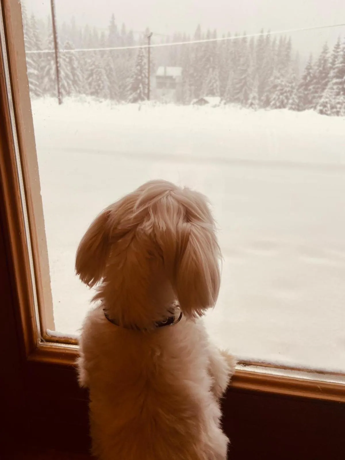 Winter in Alpha Ski Apartmani