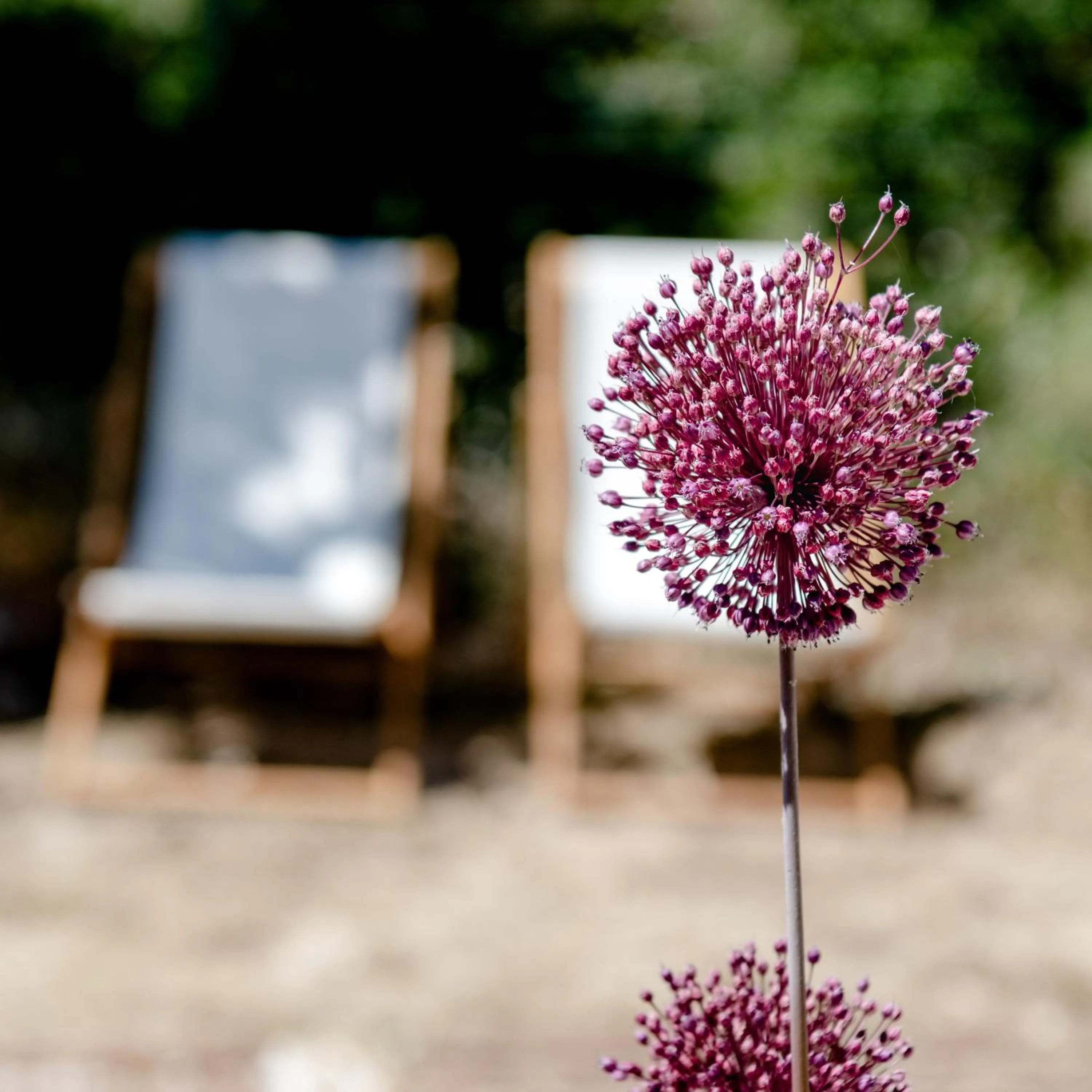 Garden in Les Volets Rouges - Hôtel Cassis - Situé dans le Parc National des Calanques