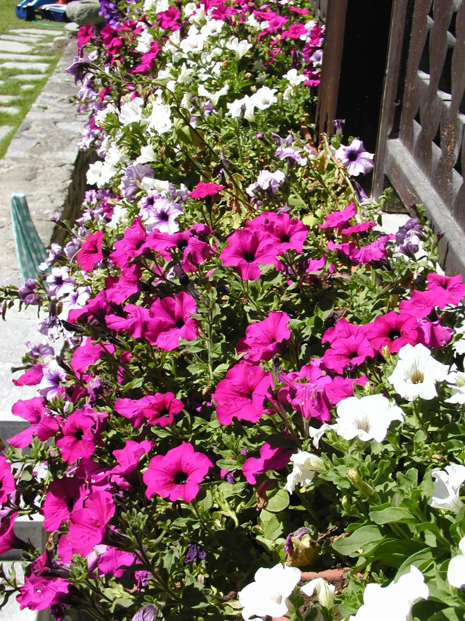 Summer in Hotel Castor