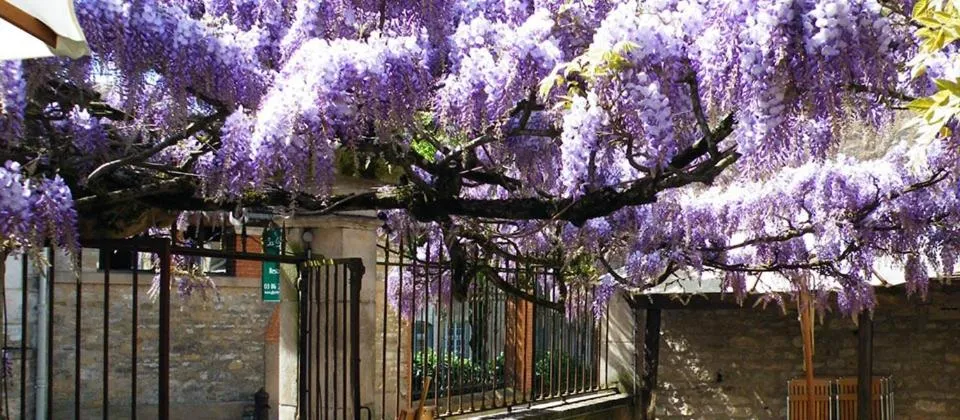 Day in Les Glycines Vézelay