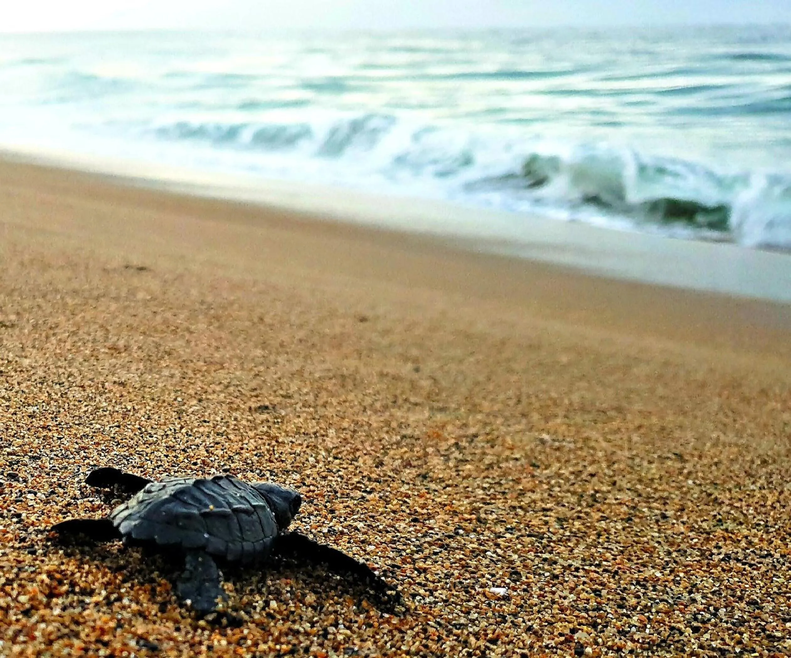 Beach in Villa Star of the Sea