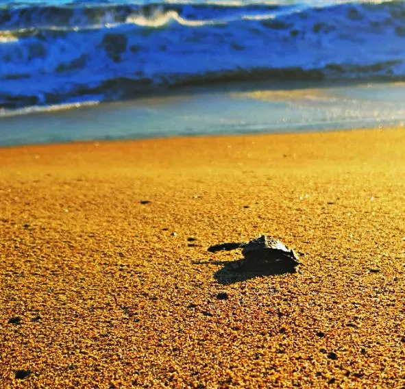 Beach in Villa Star of the Sea