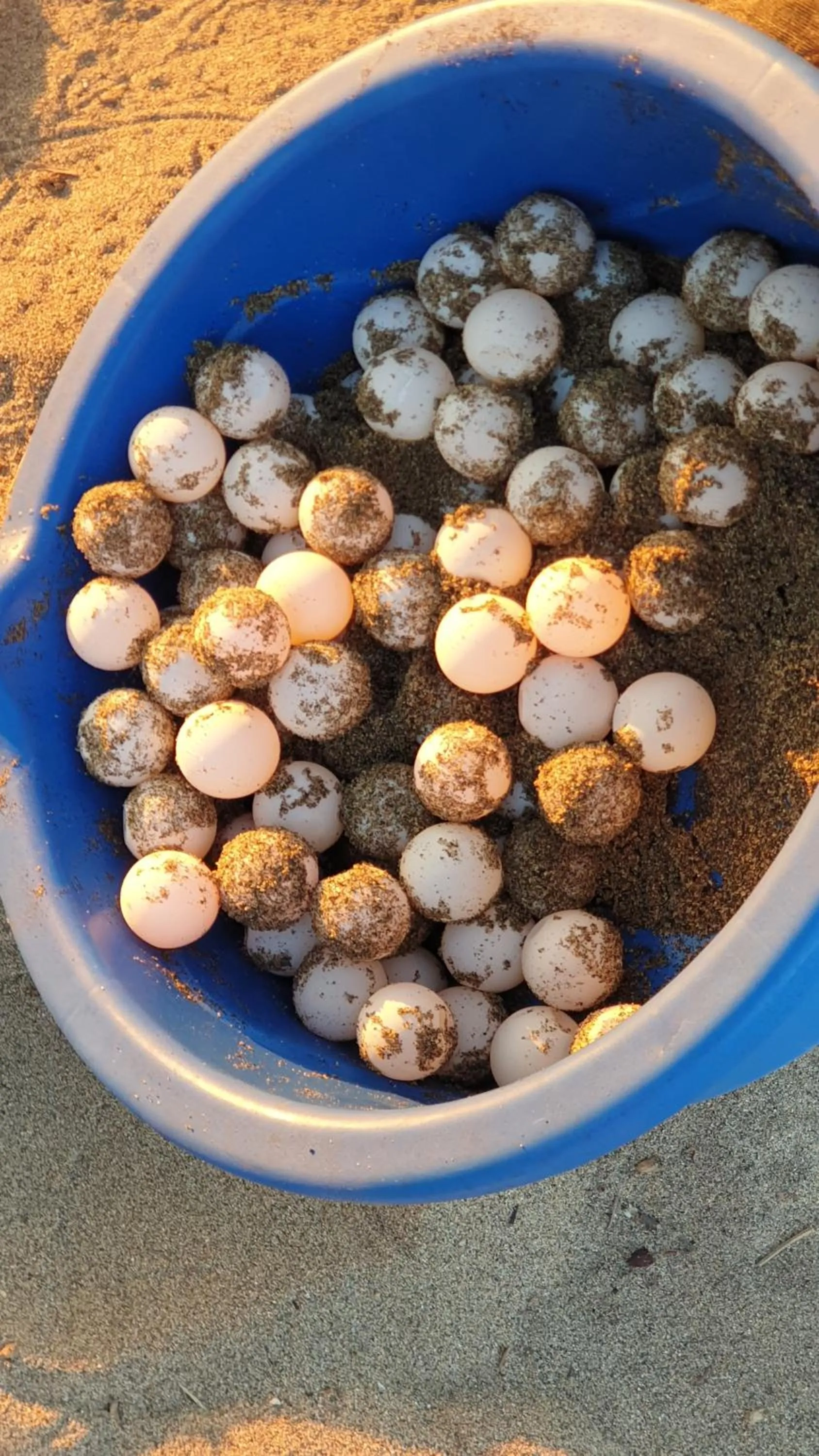 Animals in Villa Star of the Sea