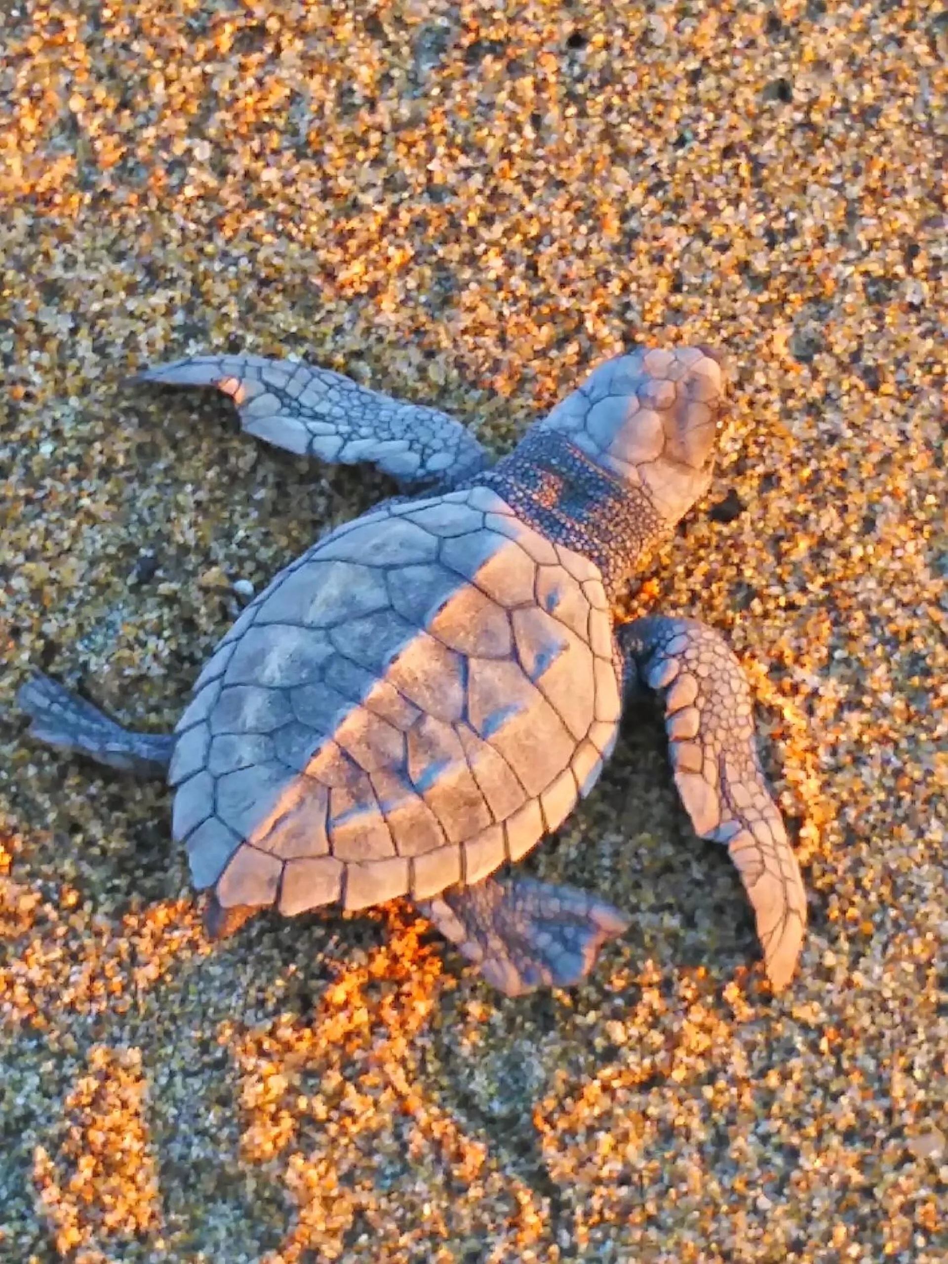 Animals in Villa Star of the Sea