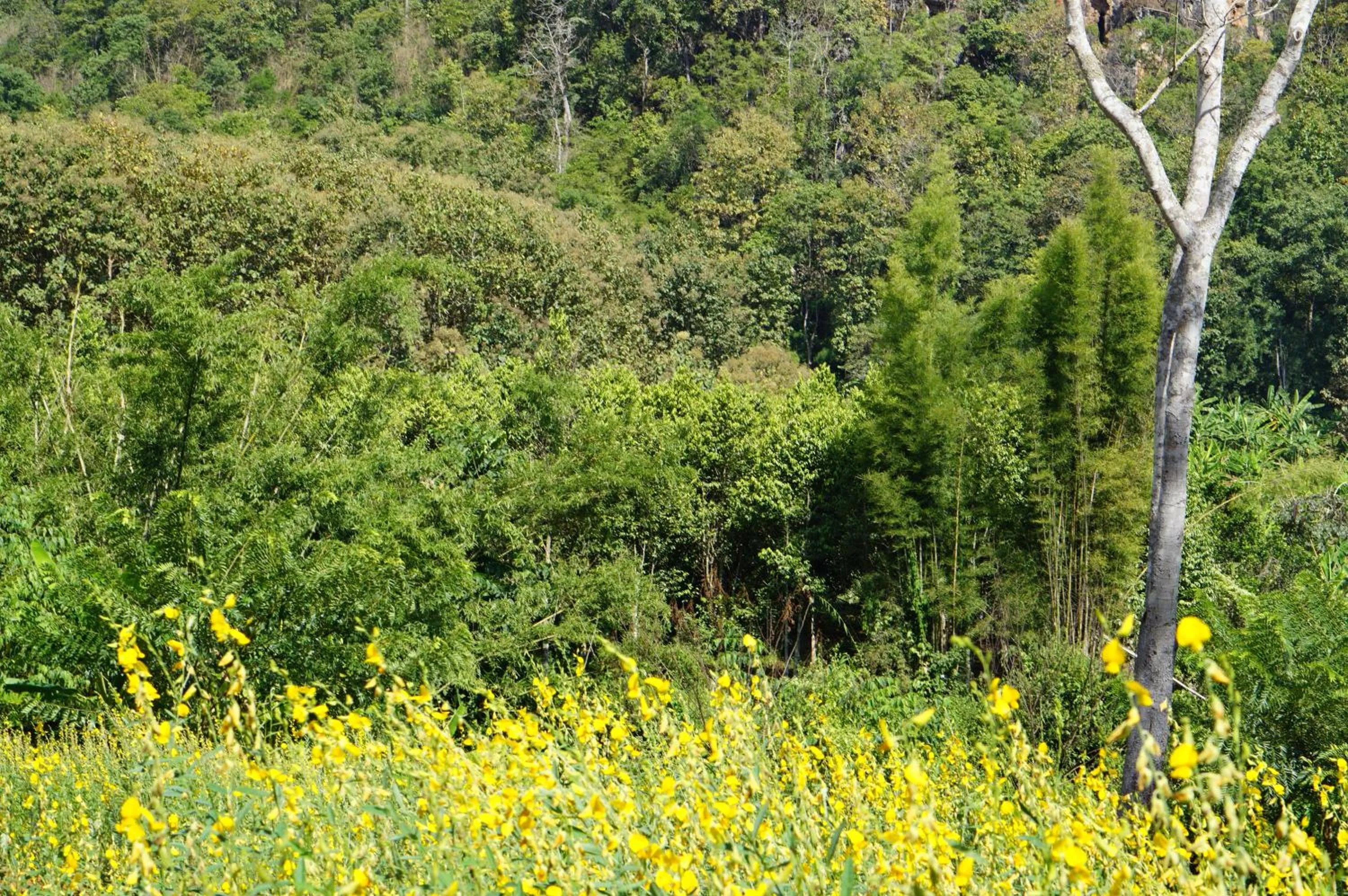 Natural landscape in Phu Pha View Doi