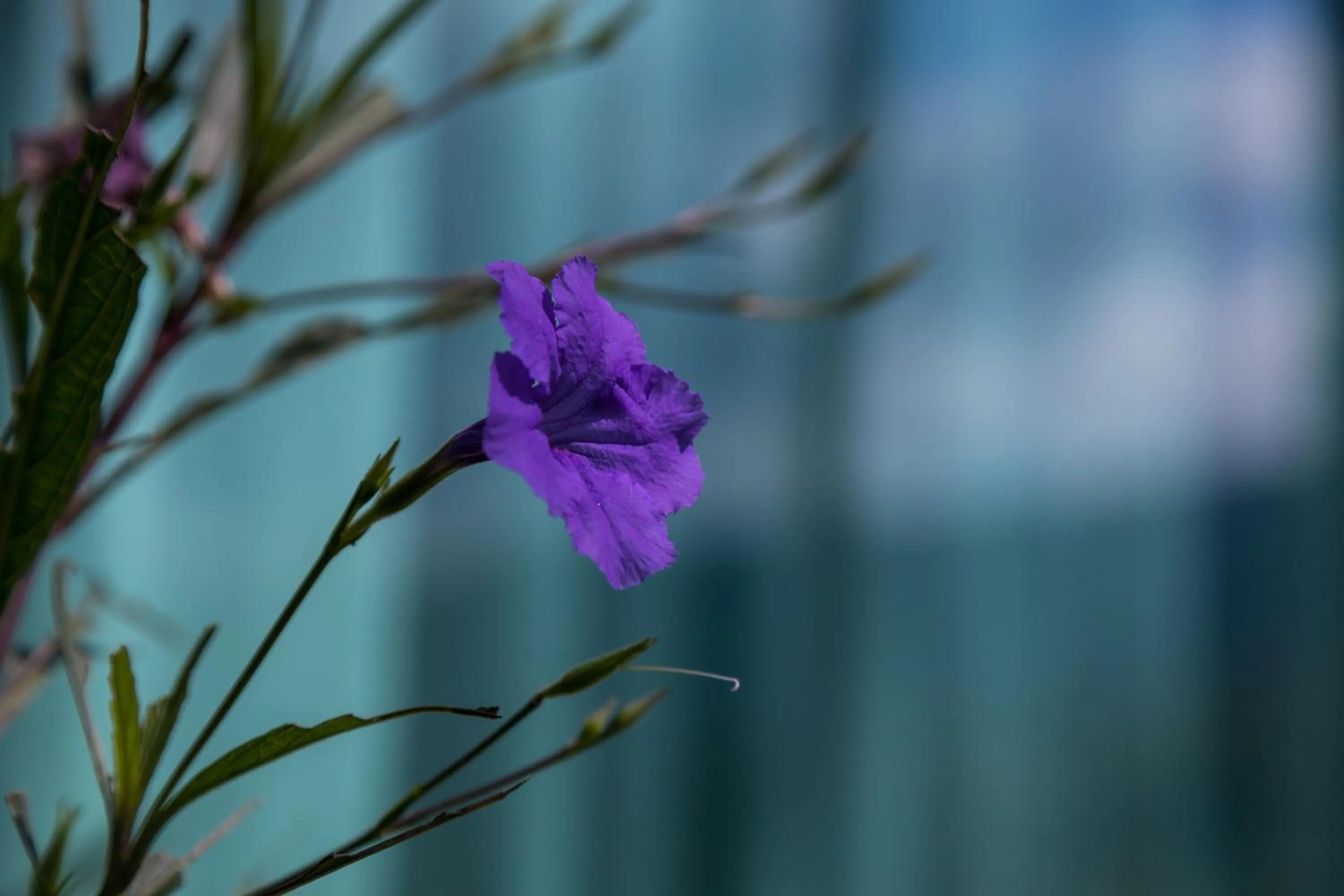 Property building in Phu Pha View Doi