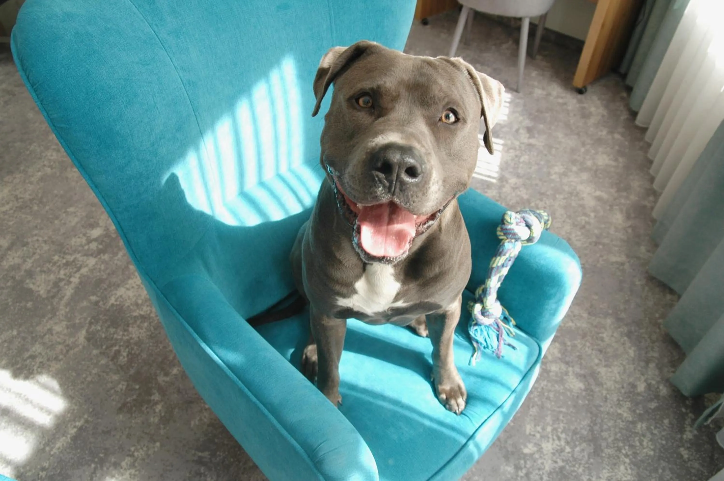 Pets in Tulip Hotels - Wroclaw Patio