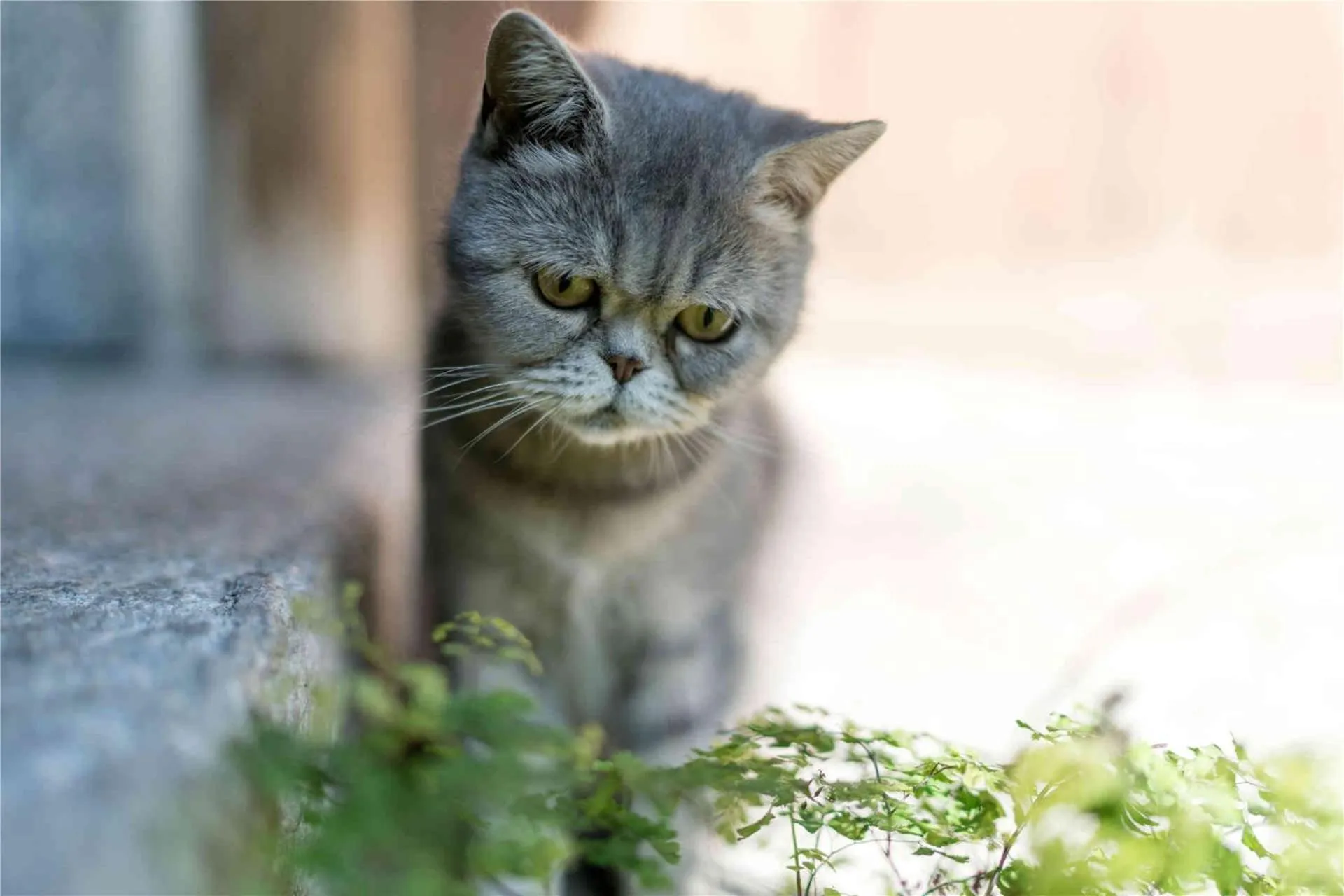 Other in Dali Old Courtyard Boutique Inn