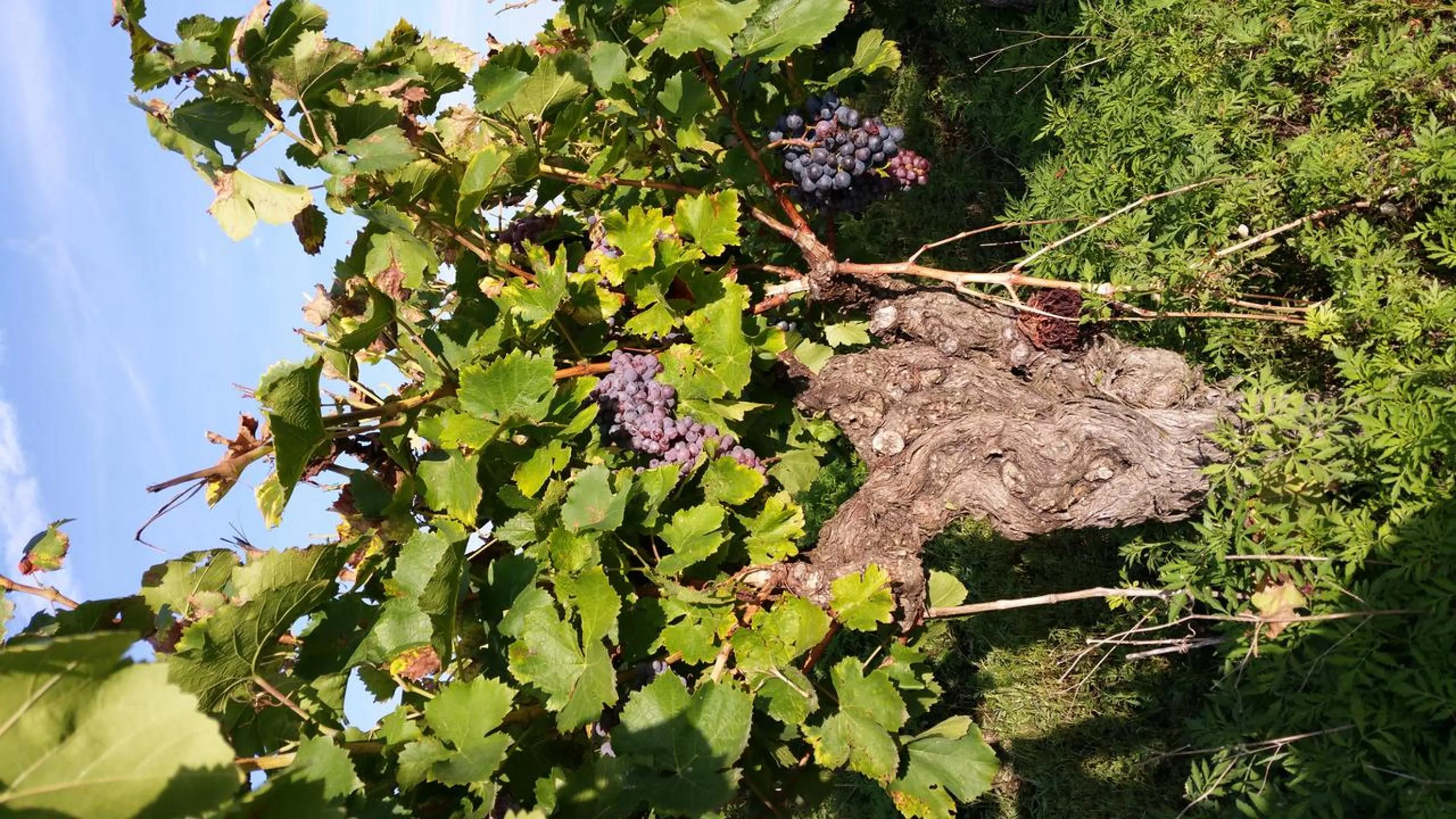 View (from property/room) in Le Clos des Aramons