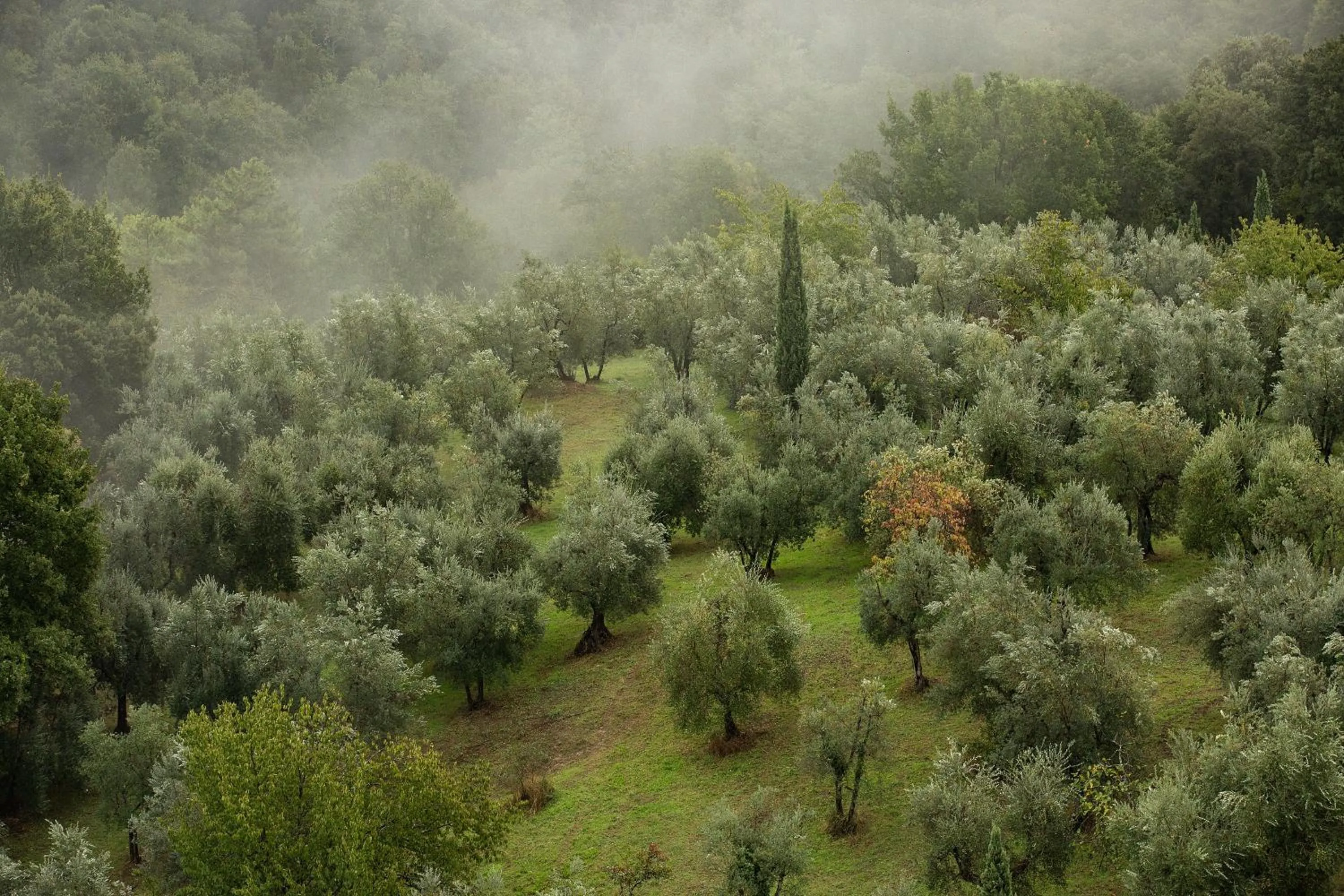 Landmark view in Castello di Mugnana