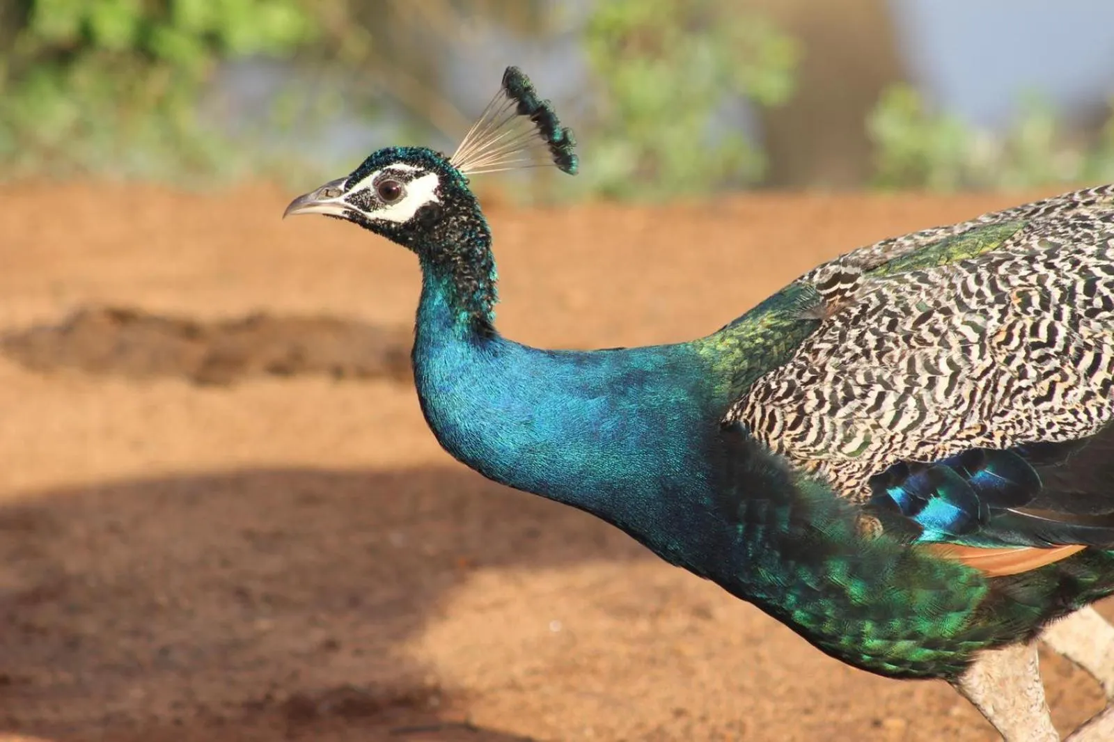 Viveka Inn Guest and Yala Safari