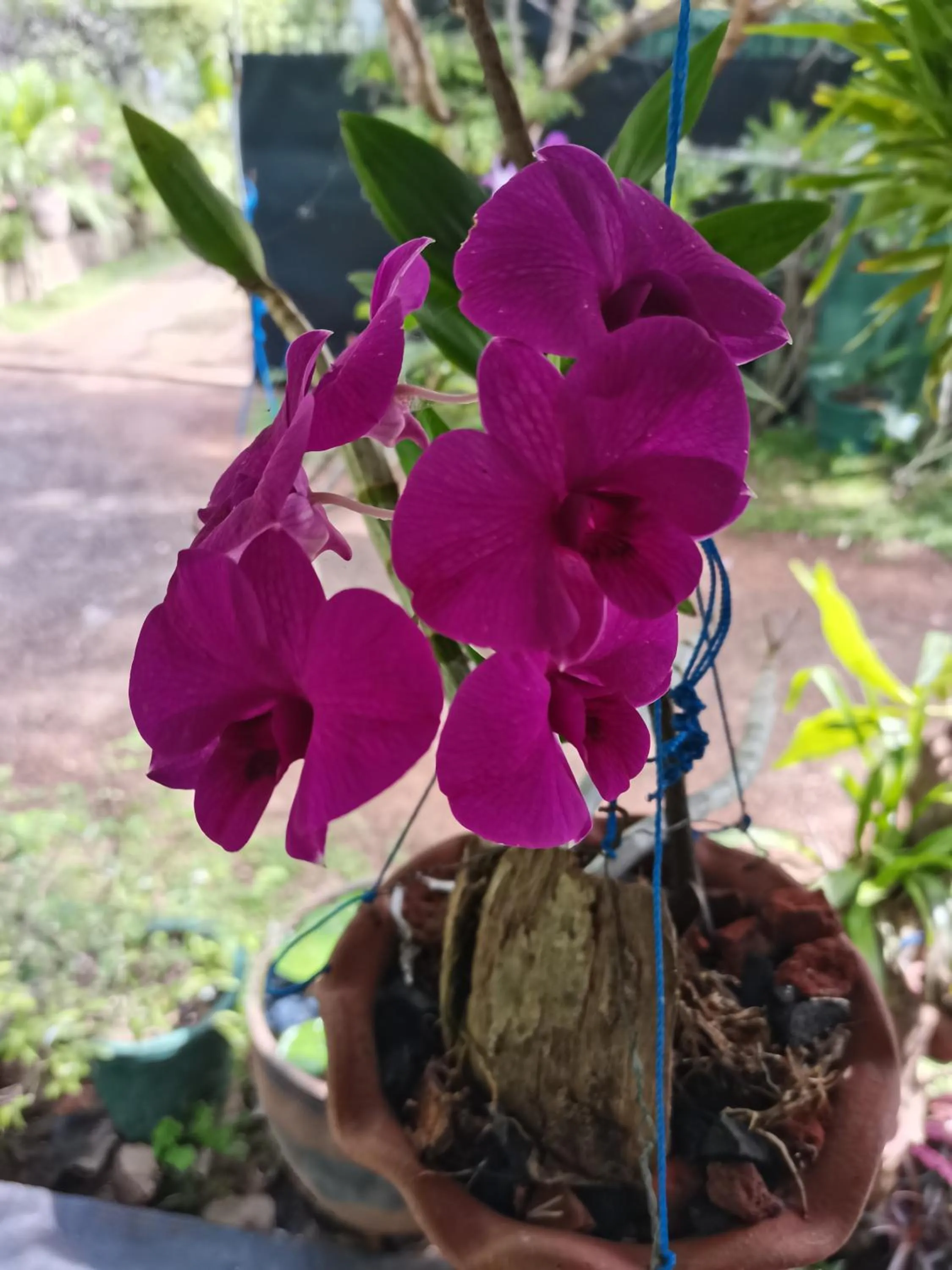 Garden view in White Guest