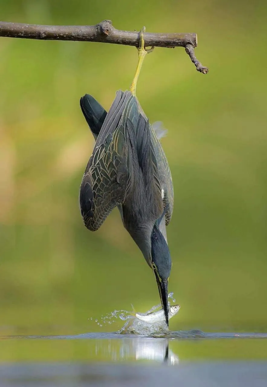 Animals in White Guest