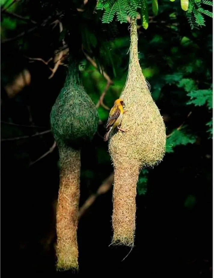 Animals in White Guest