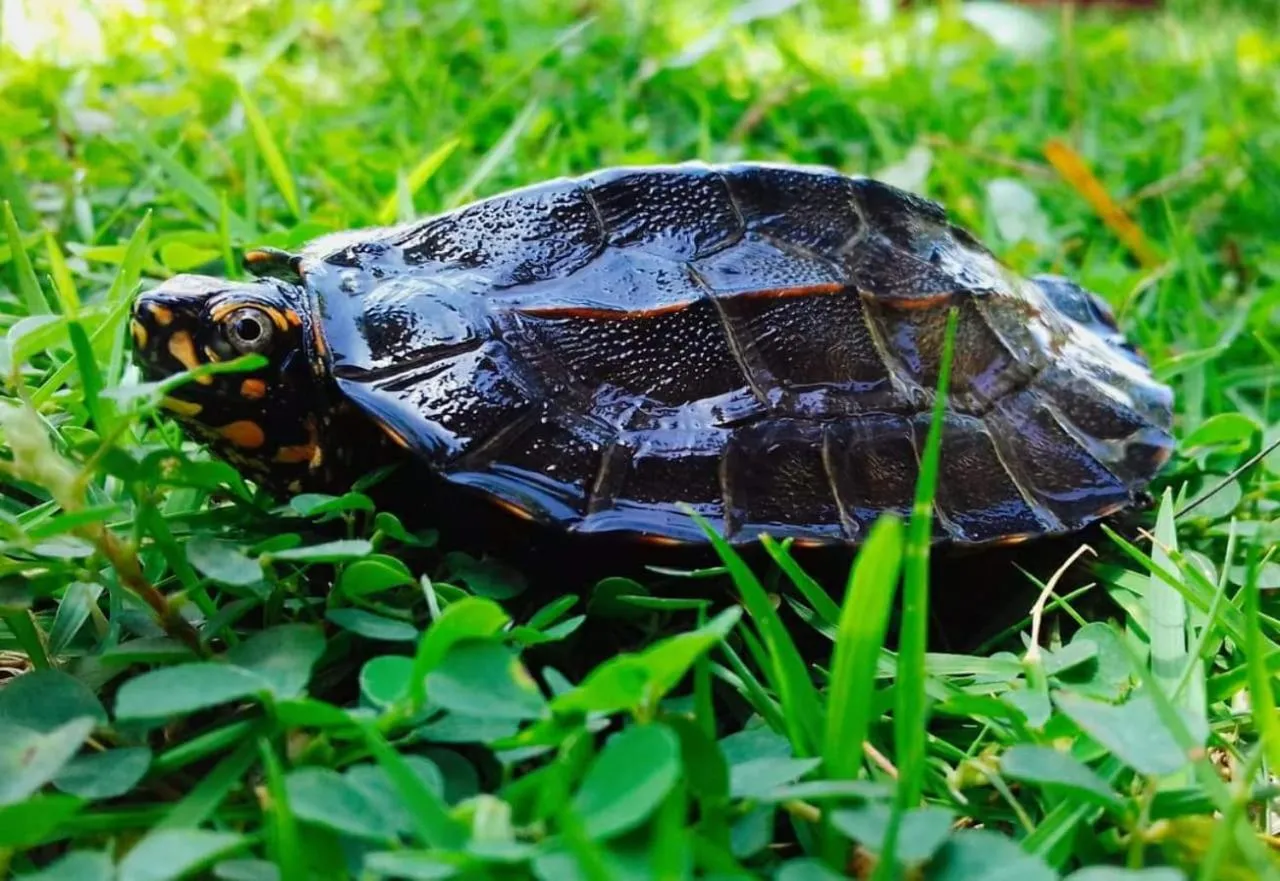 Animals in White Guest