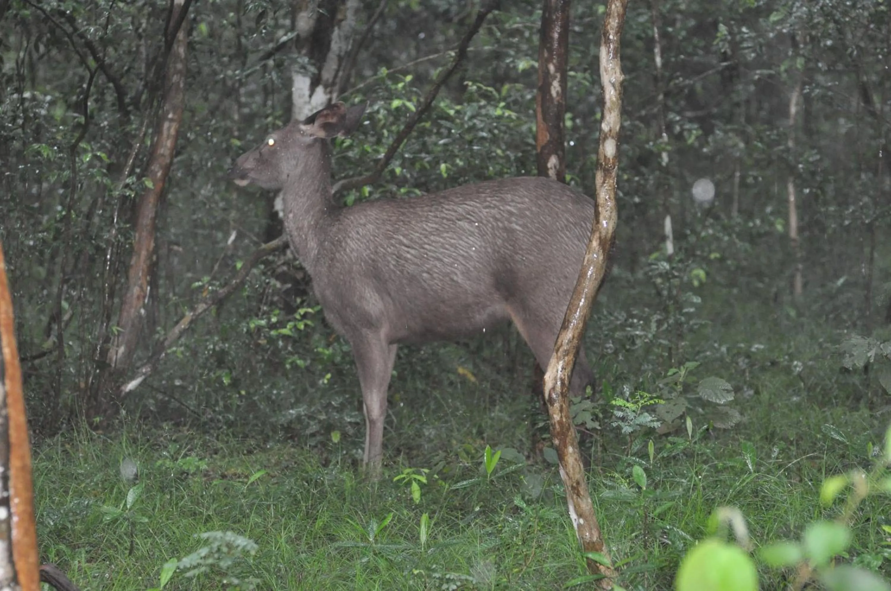 Animals in White Guest