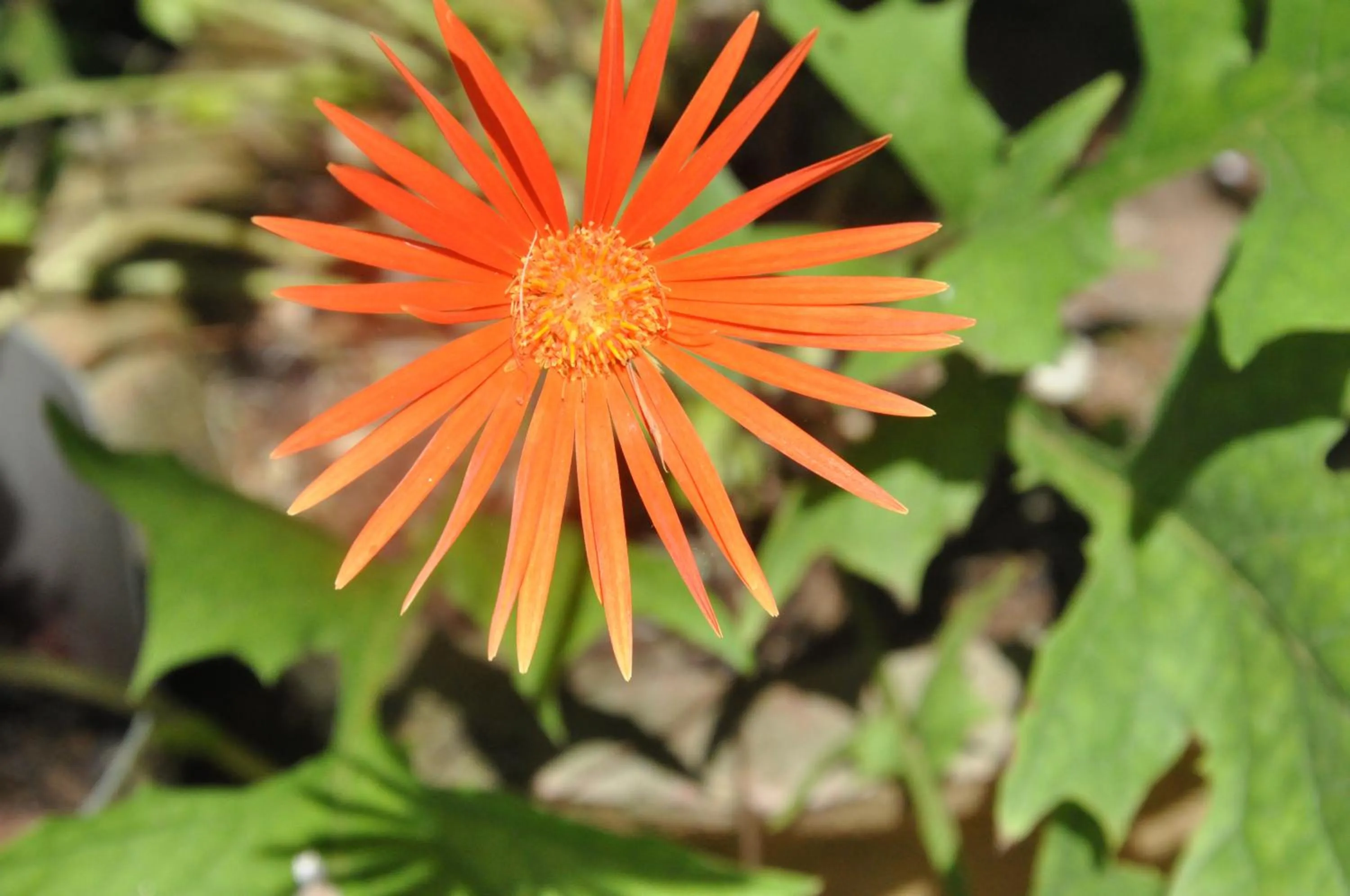 Other in White Guest