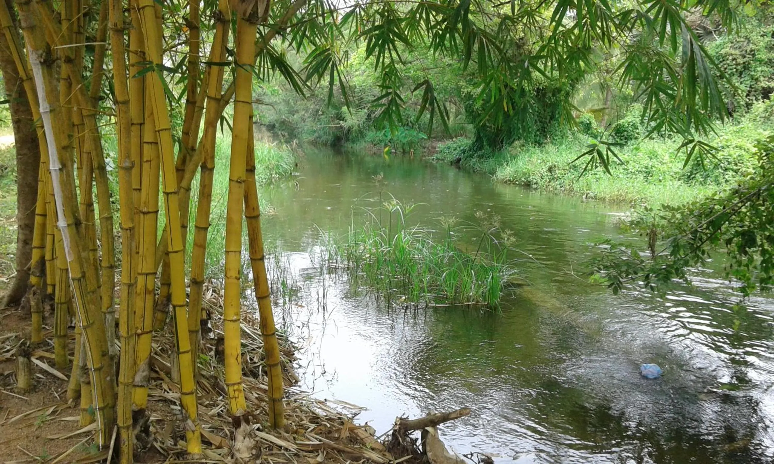 River view in White Guest