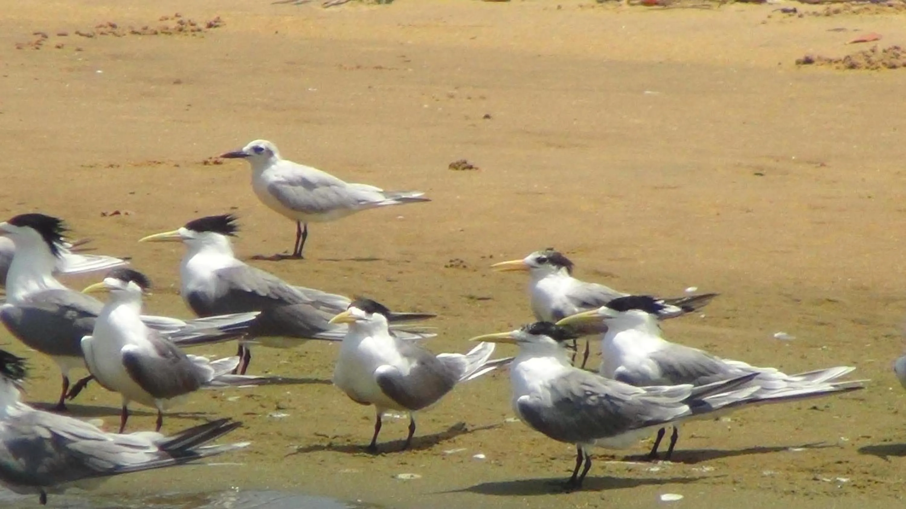 Animals in White Guest