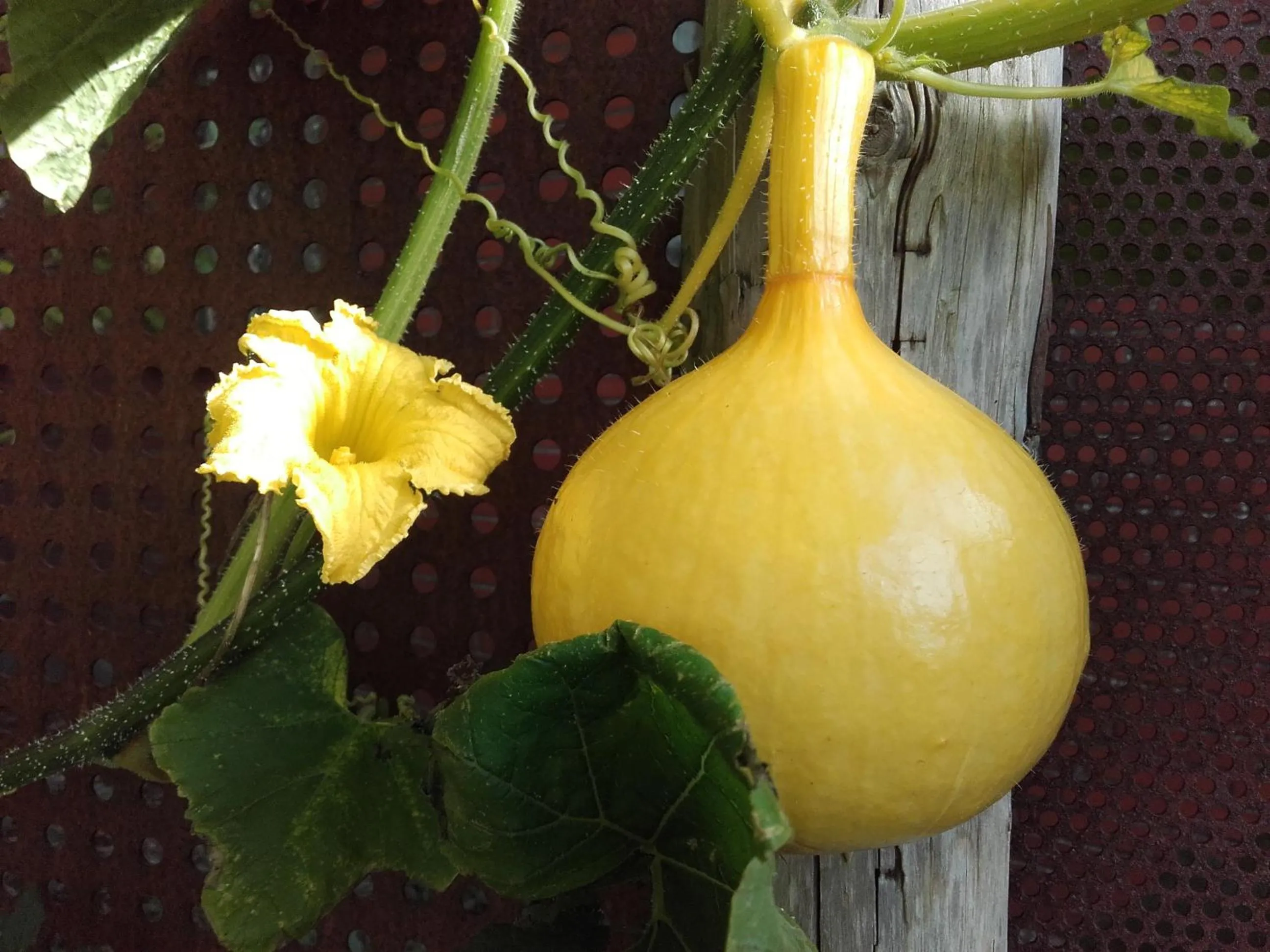 Garden in Peanuts Hostel & Meer