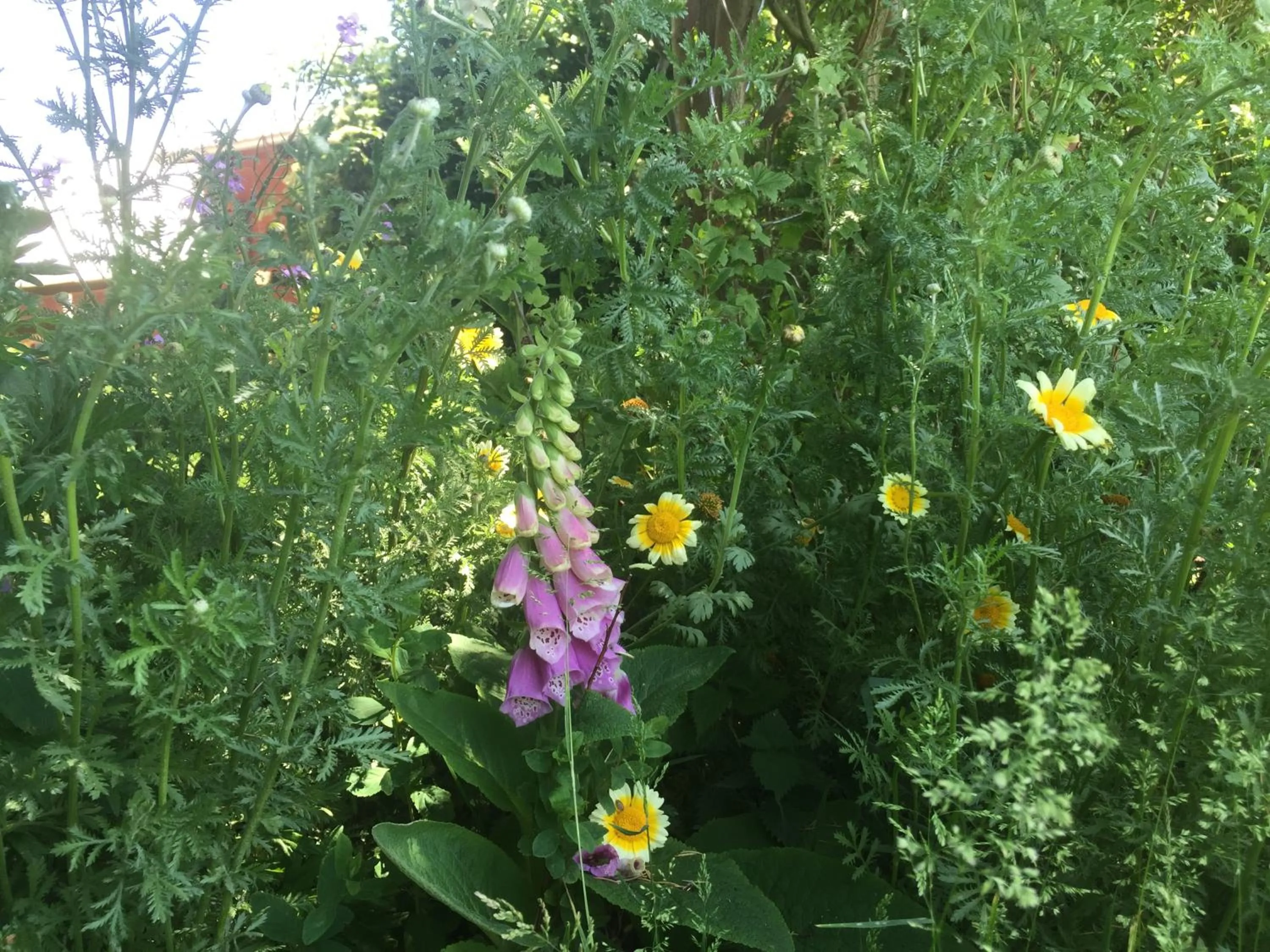Garden in Peanuts Hostel & Meer