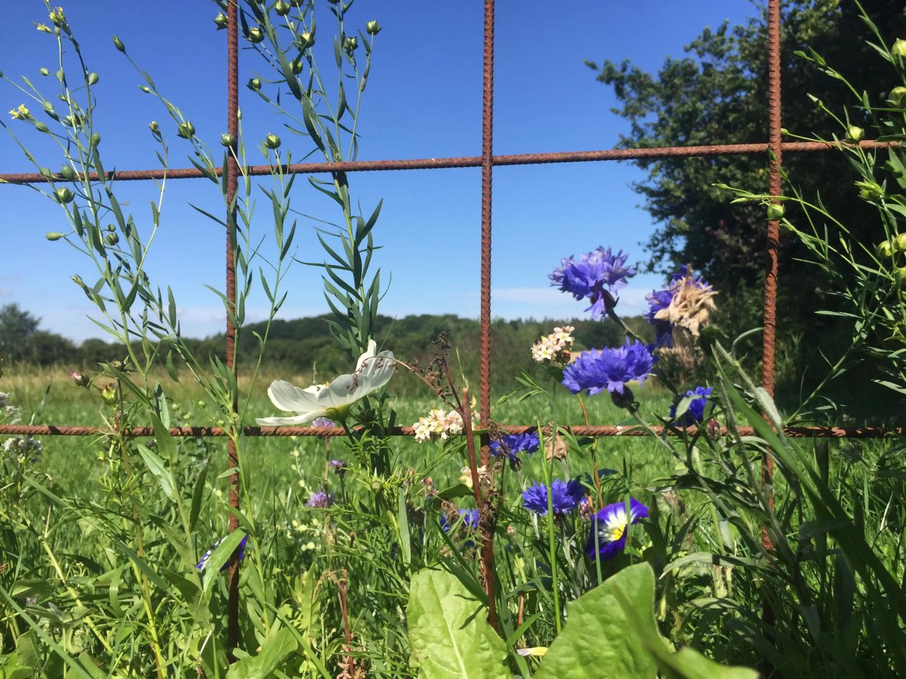 Garden in Peanuts Hostel & Meer