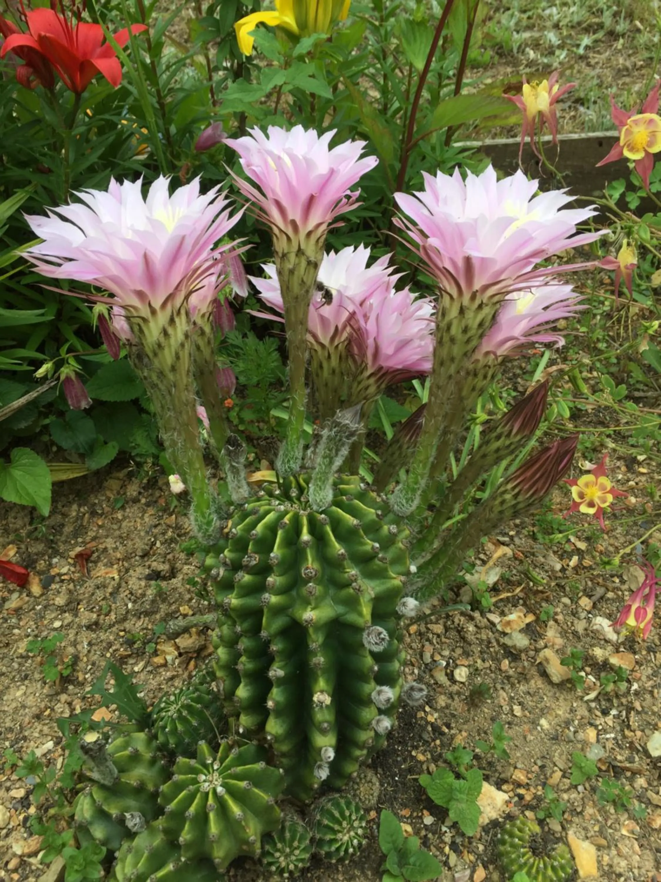 View (from property/room) in Casa Traca