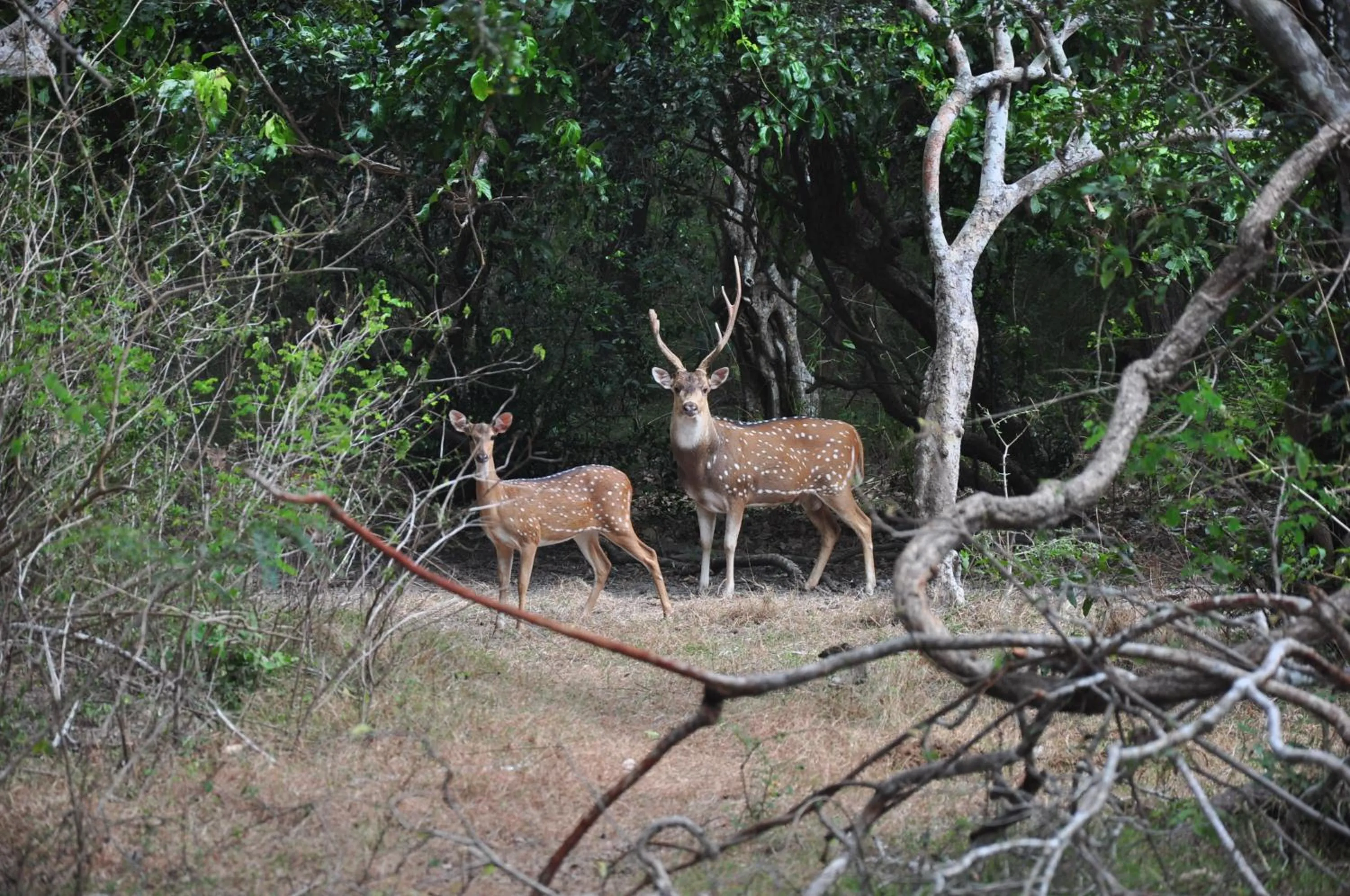 Animals in Shim Beach Resort