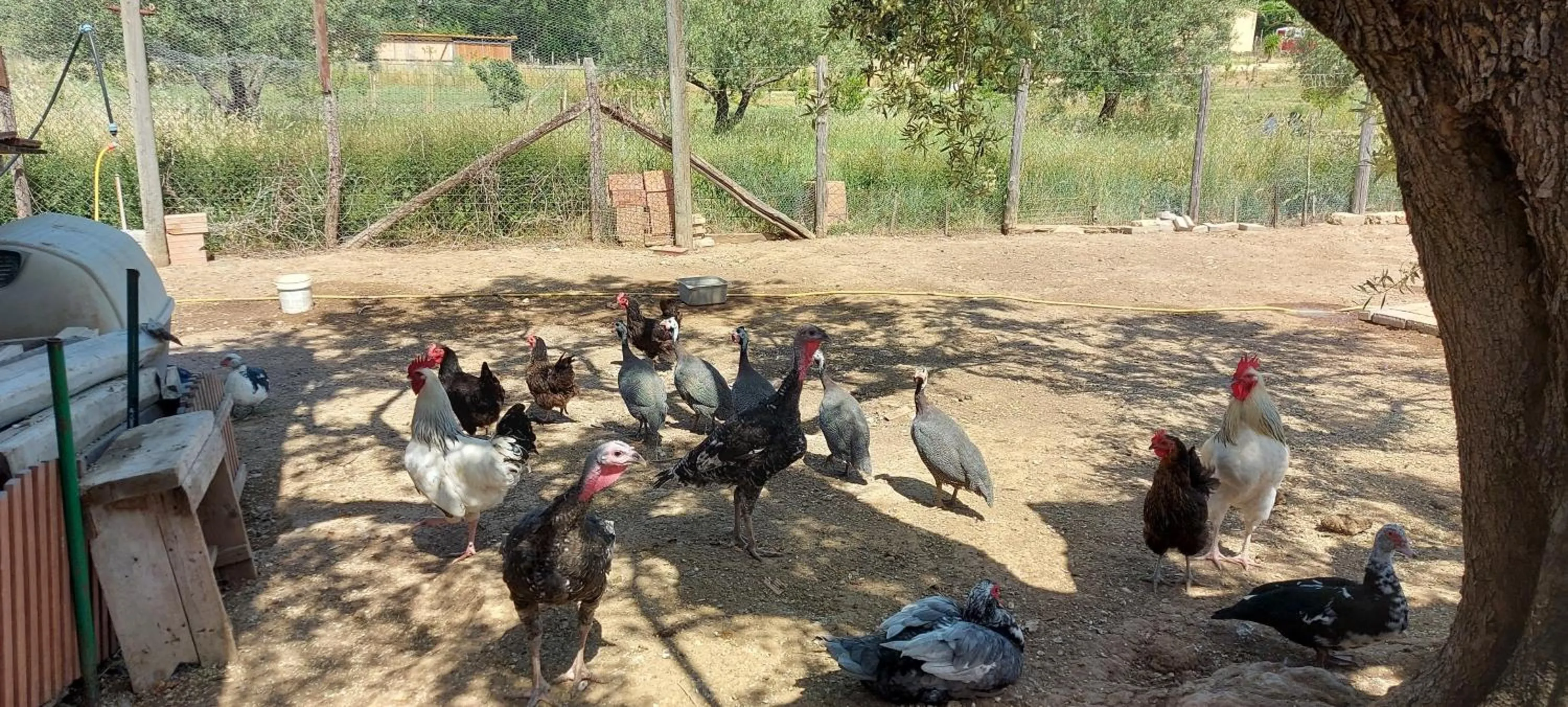 Animals in Villa Klinai