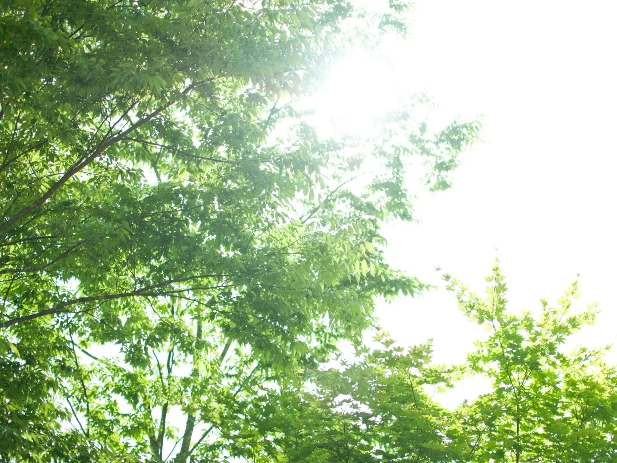 Garden in Hotel Folkloro Hanamakitowa
