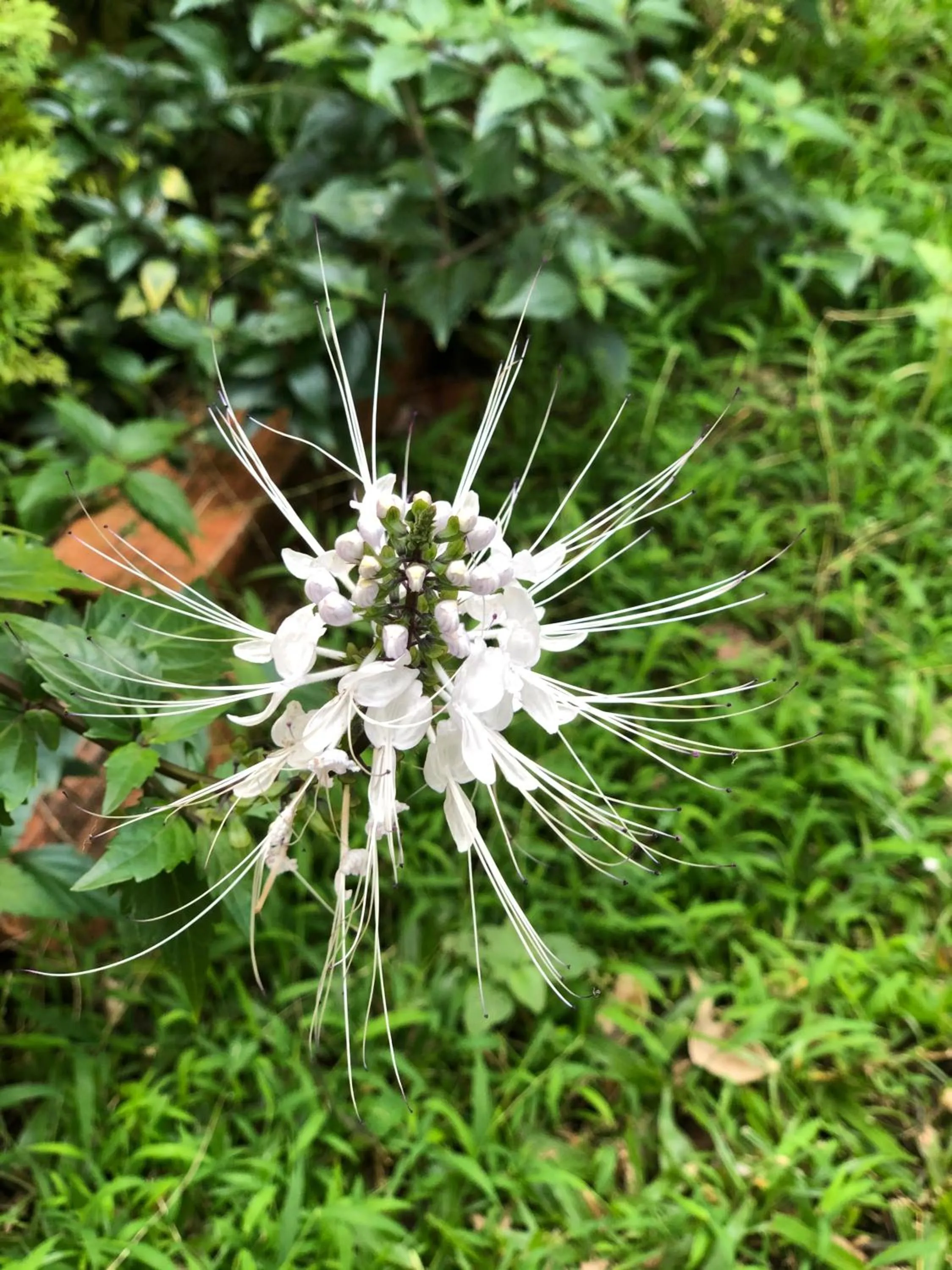 Animals in Tropical Garden Phu Quoc