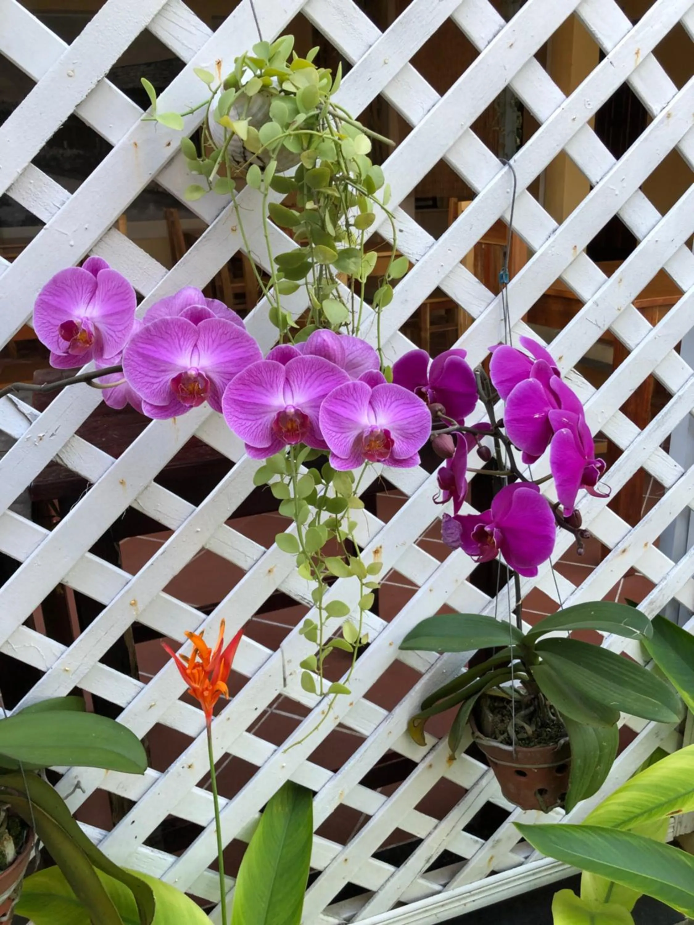 Spring in Tropical Garden Phu Quoc