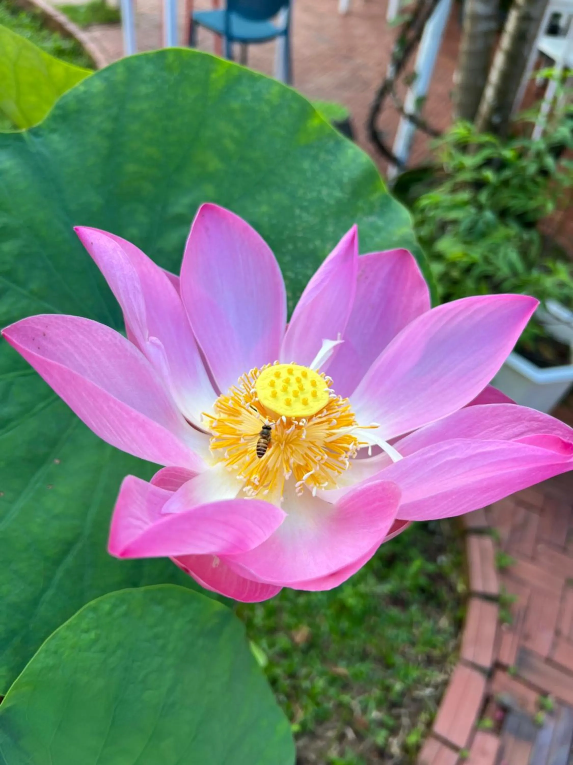 Spring in Tropical Garden Phu Quoc