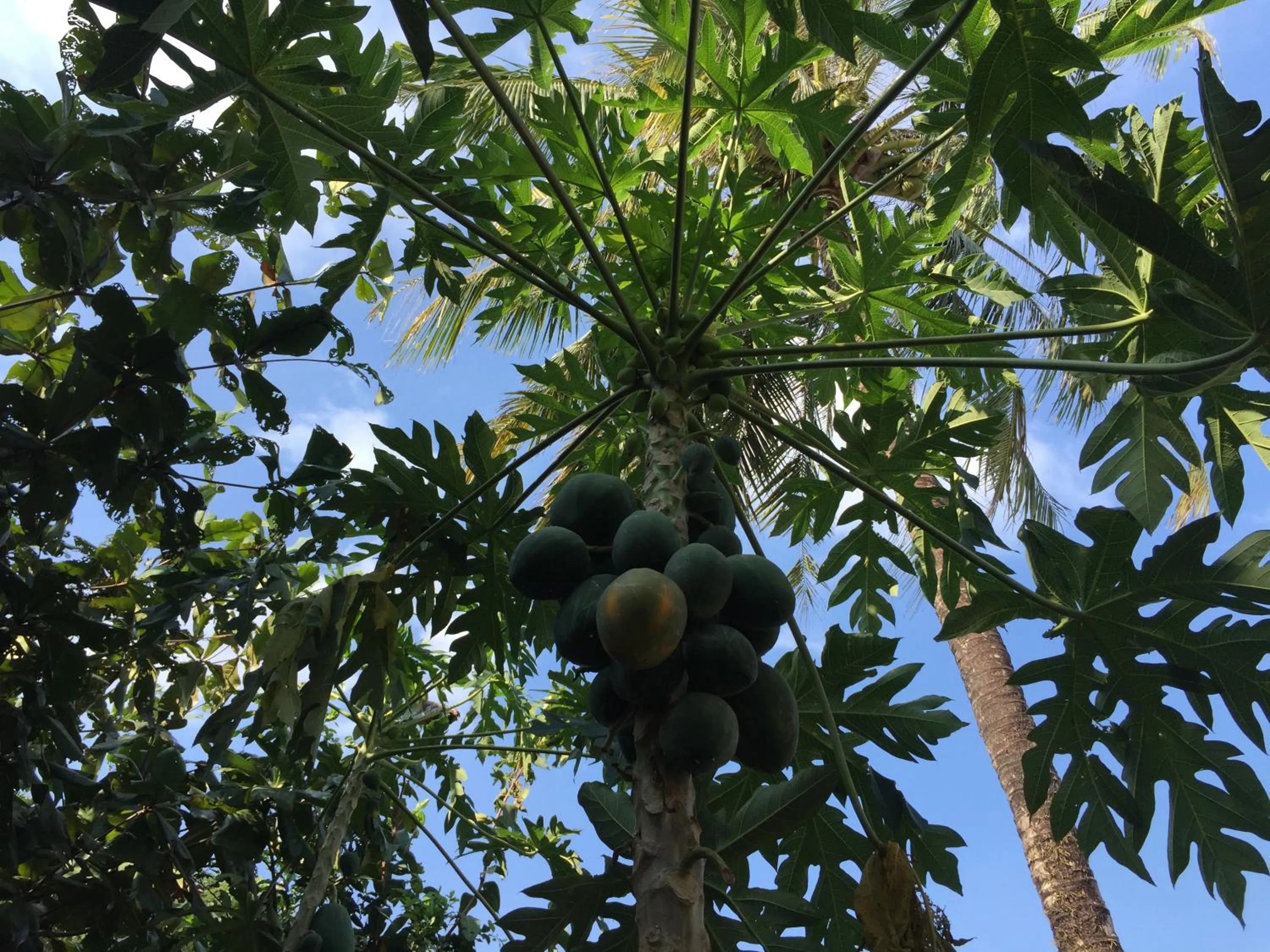 Spring in Tropical Garden Phu Quoc
