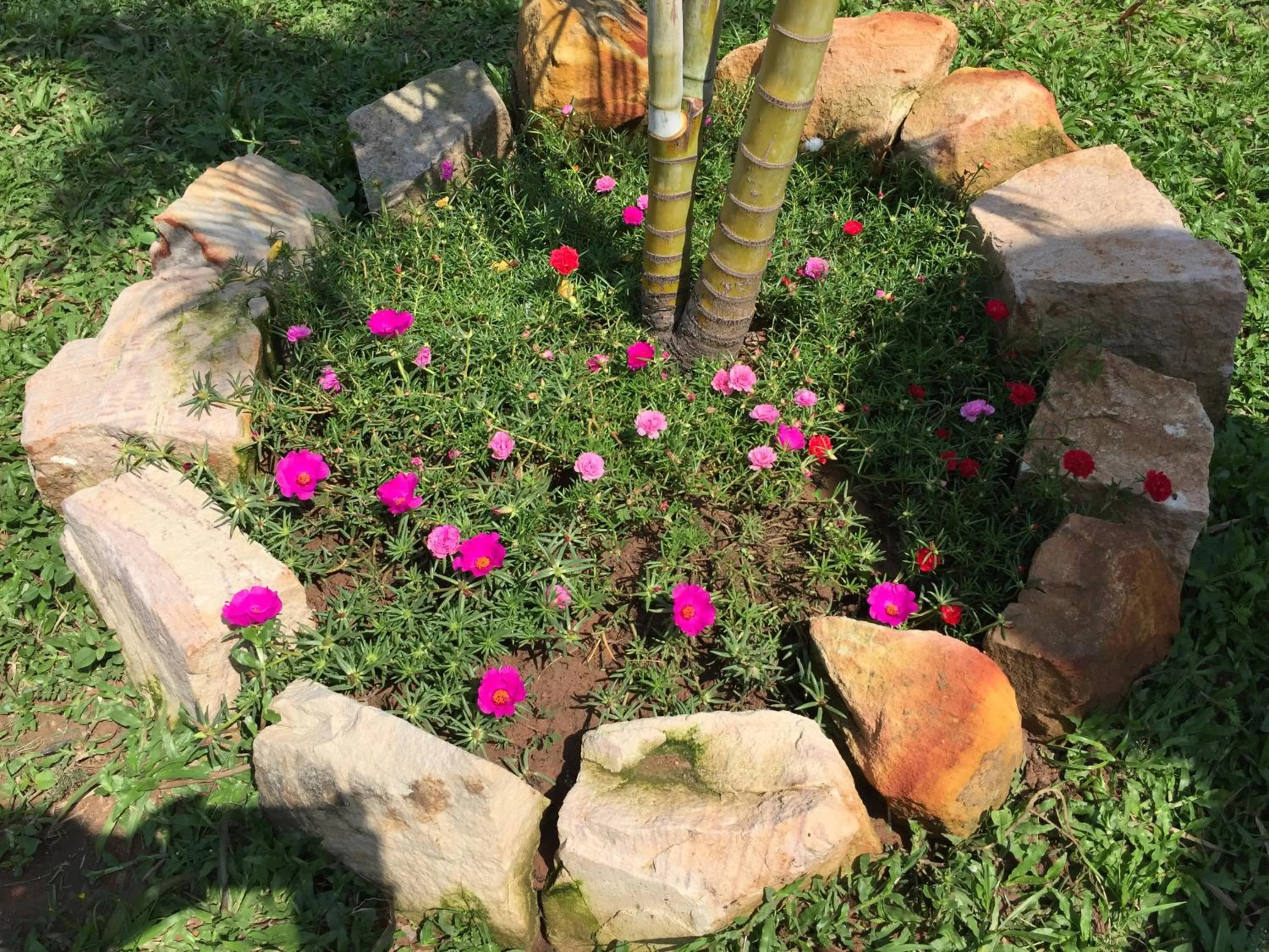 Spring in Tropical Garden Phu Quoc