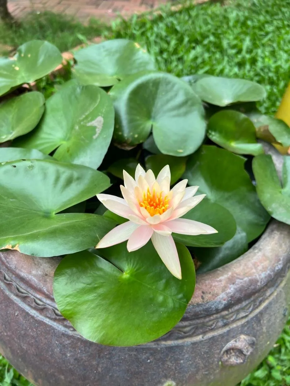 Tropical Garden Phu Quoc