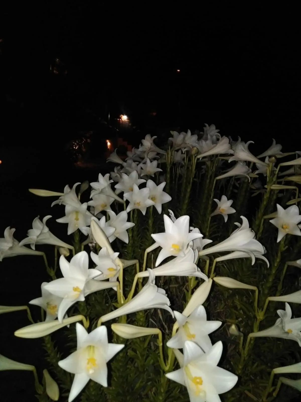 Garden in Hotel Rural La Raya 1866