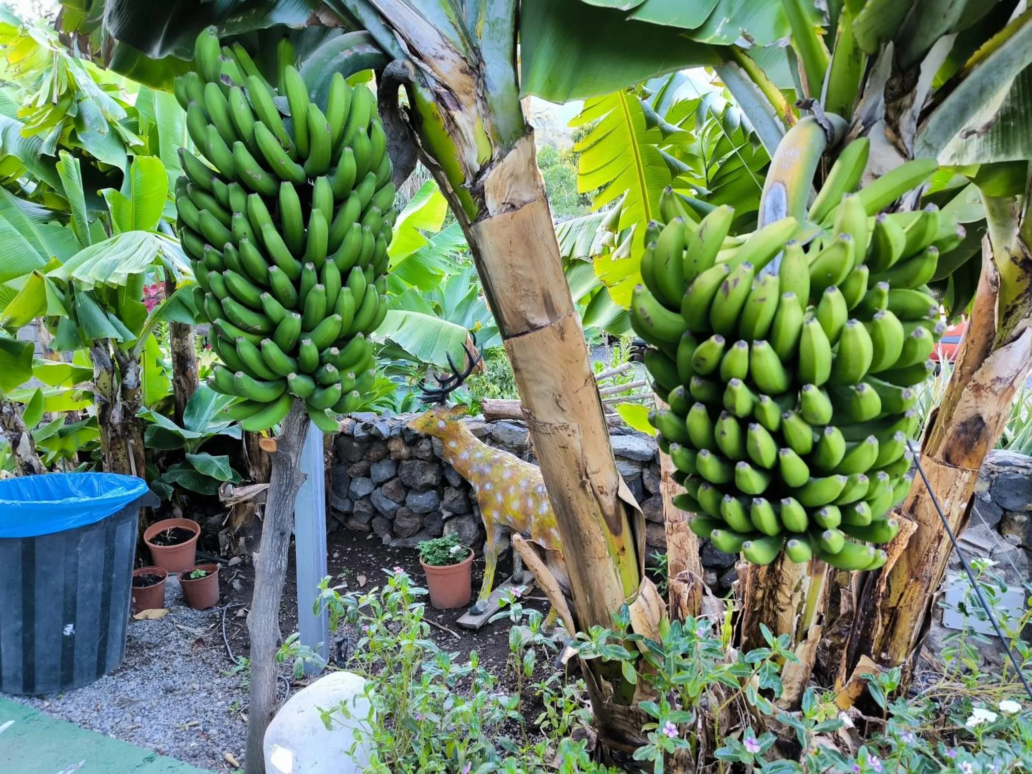 Garden in Hotel Rural La Raya 1866