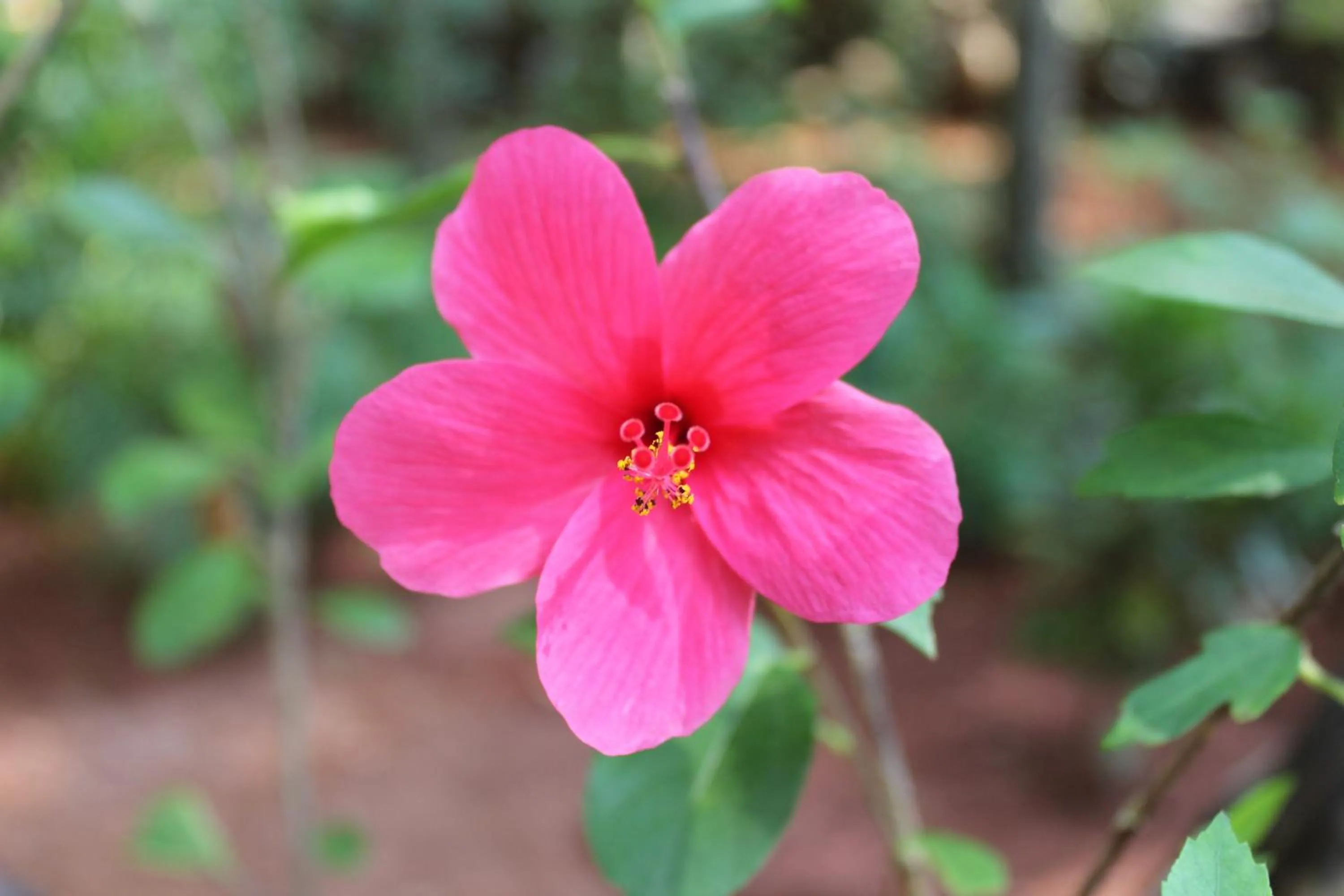 Garden in Palm Trees Ayurvedic Heritage