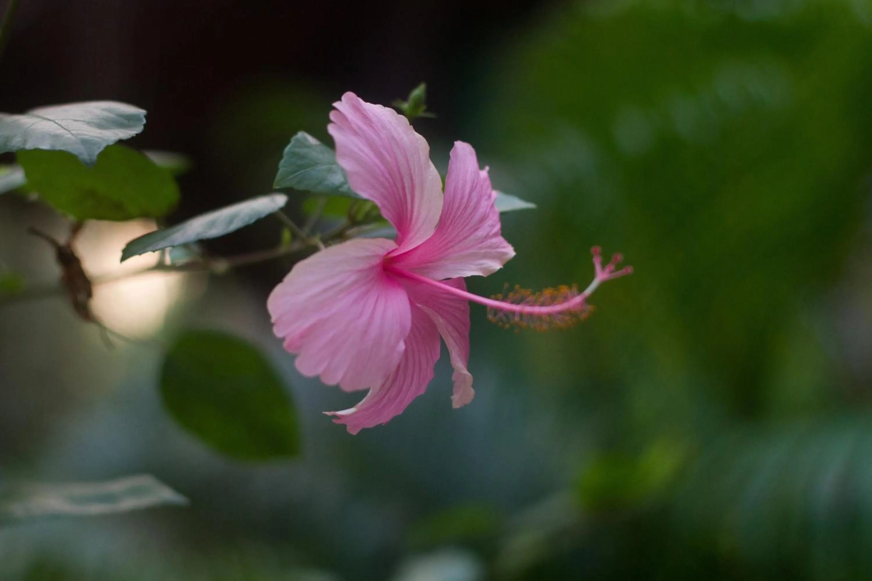 Natural landscape in Palm Trees Ayurvedic Heritage