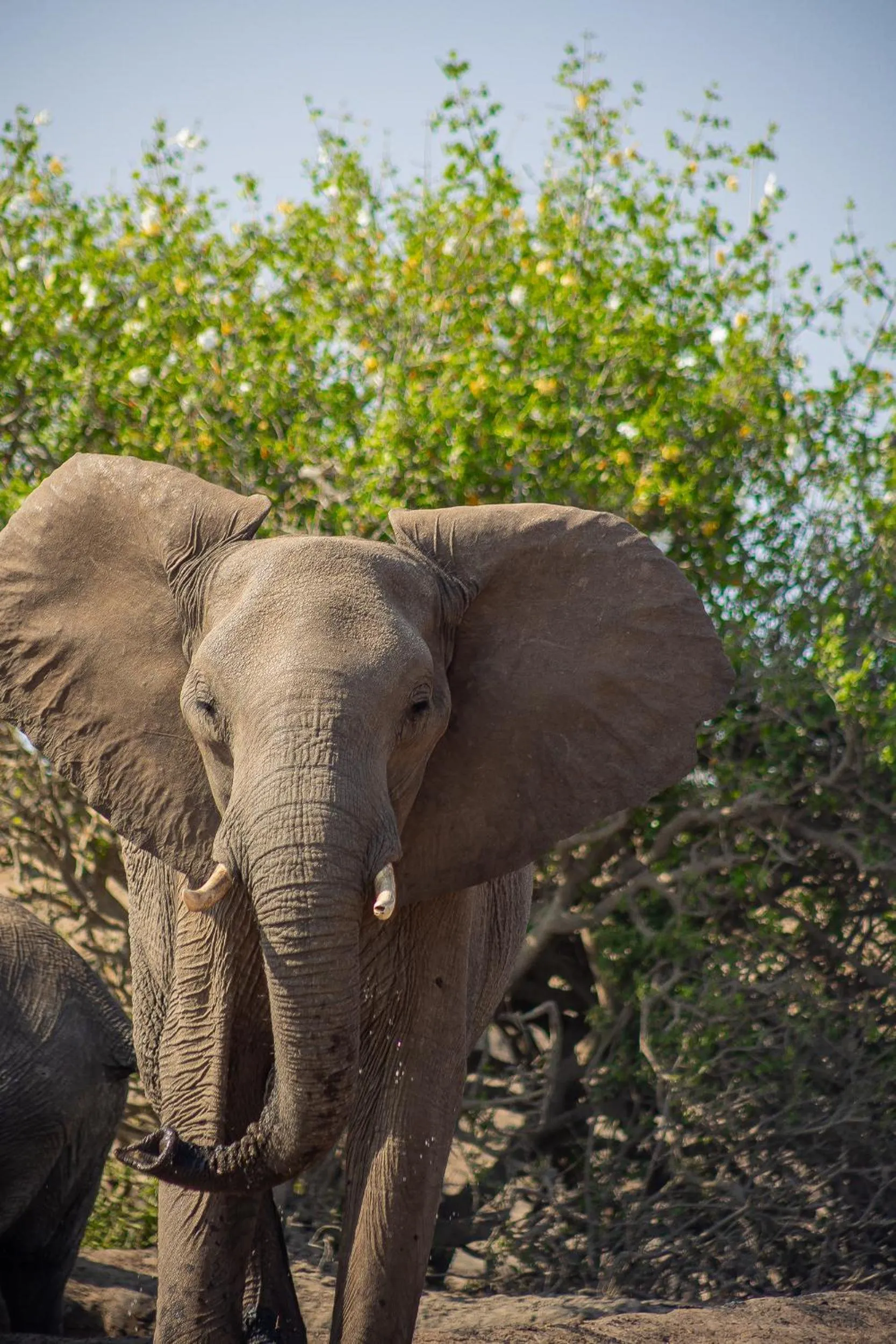 Animals in Hwange Safari Lodge