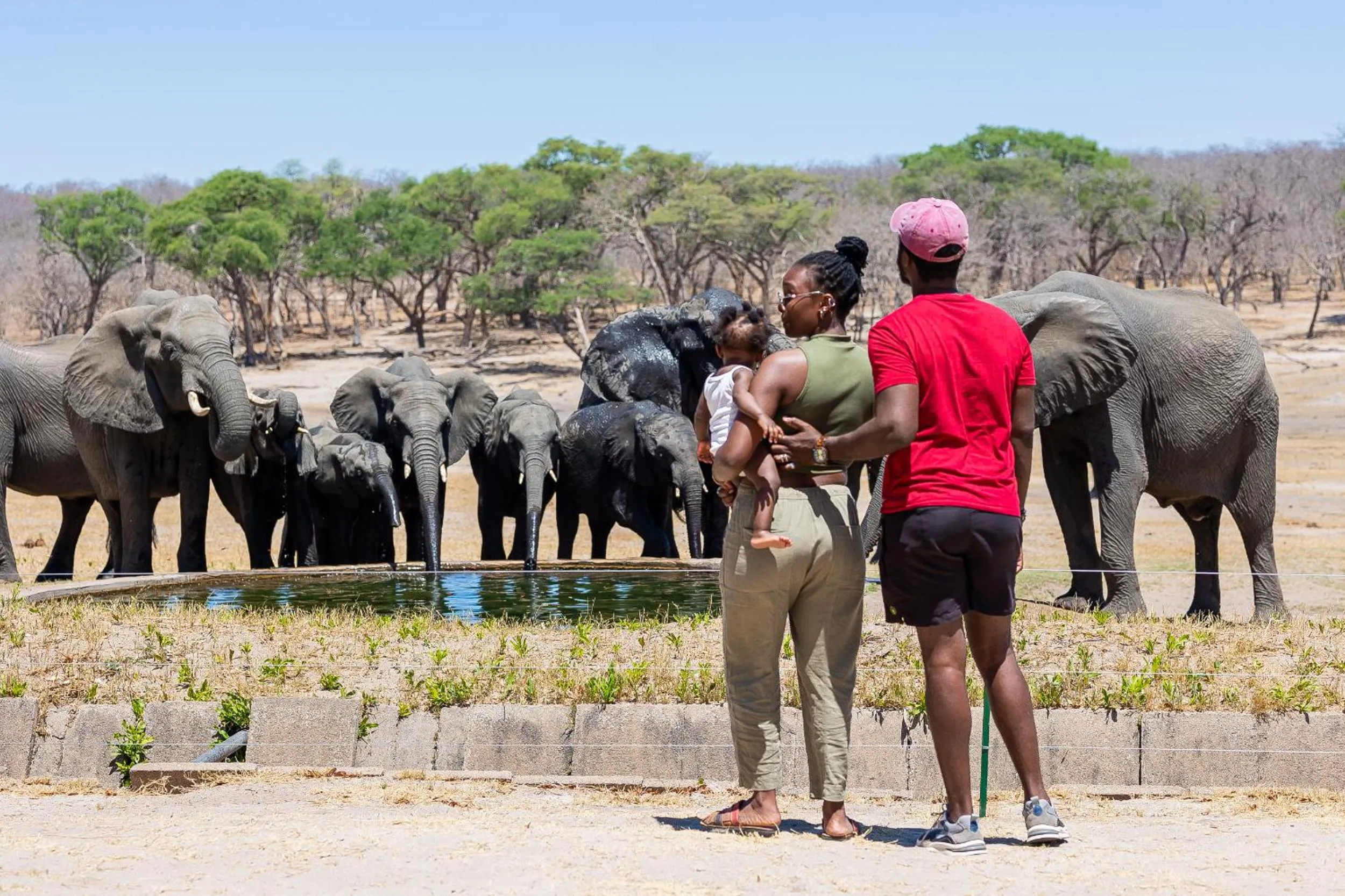 Animals in Hwange Safari Lodge