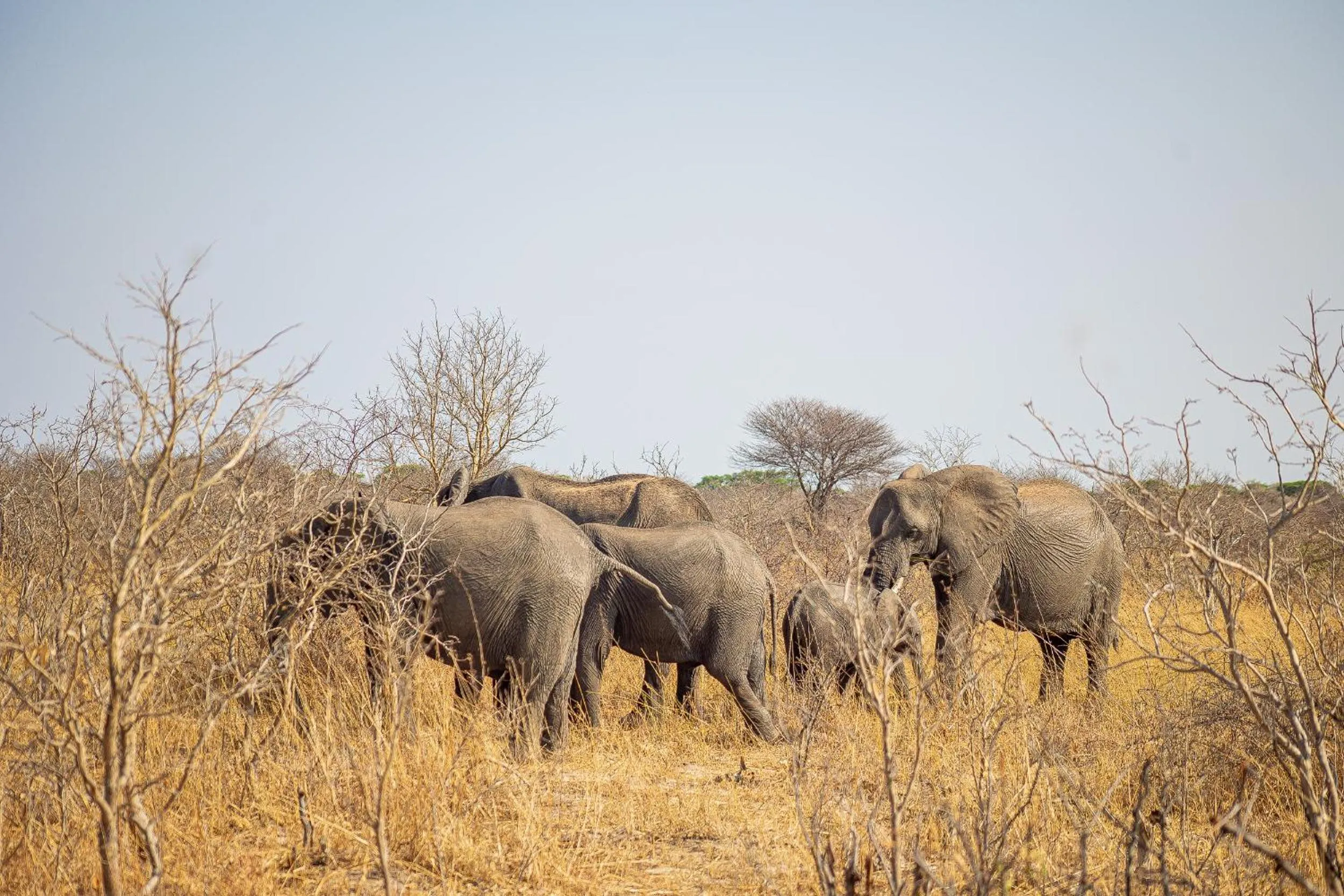 Animals in Hwange Safari Lodge