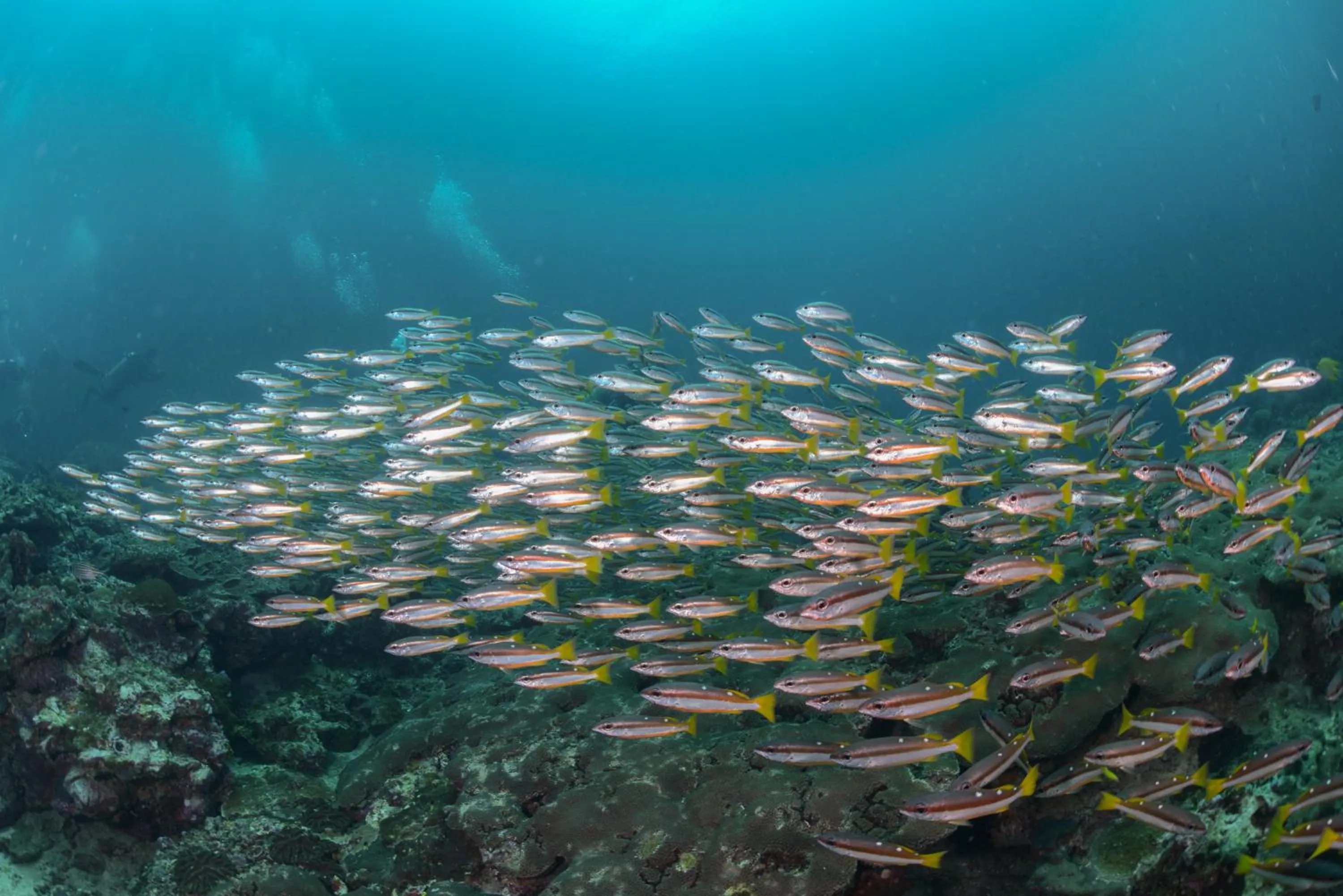 Diving in Lanta Fevrier Resort