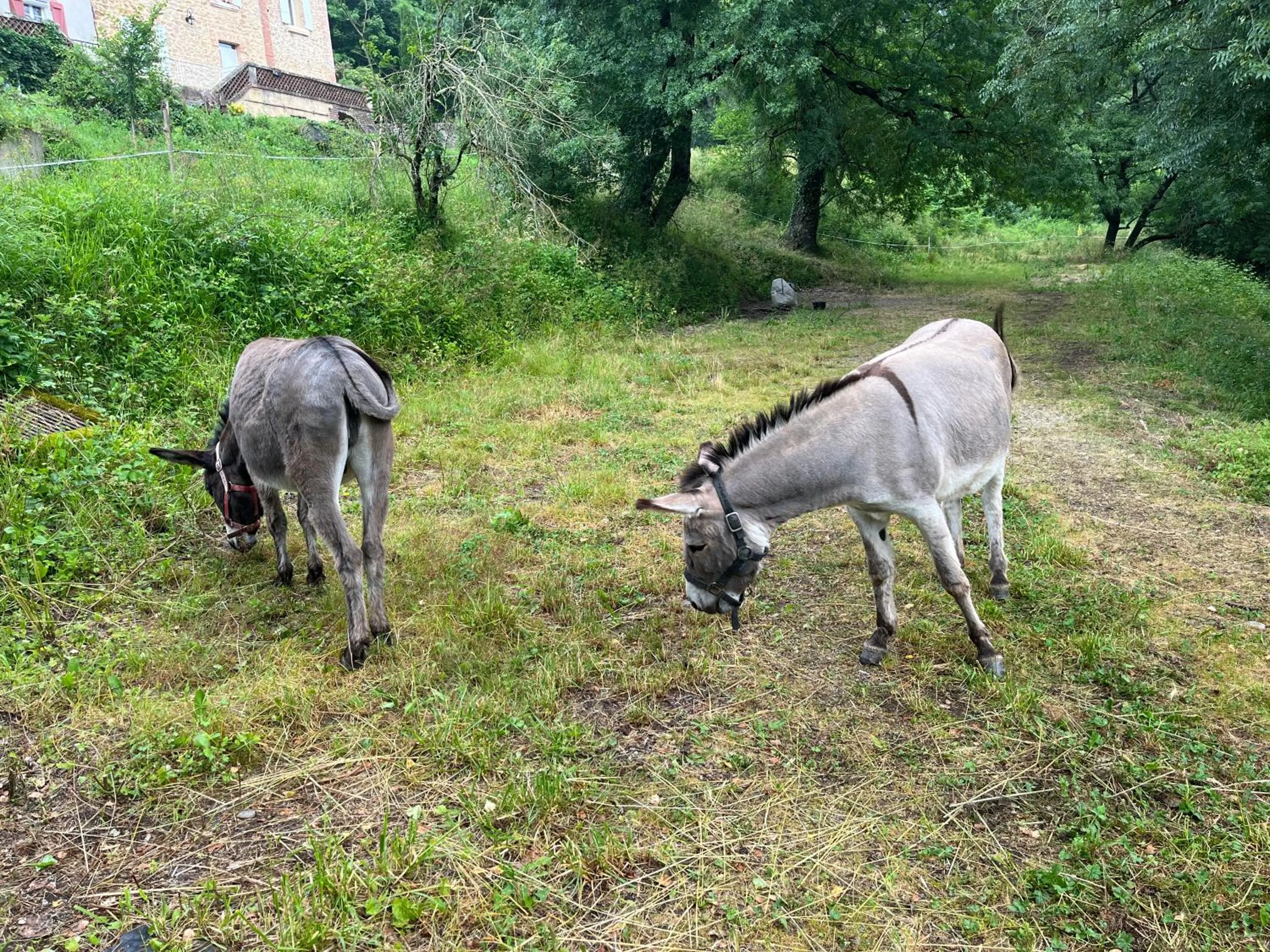 Pets in Château Lou Cante Perdrix